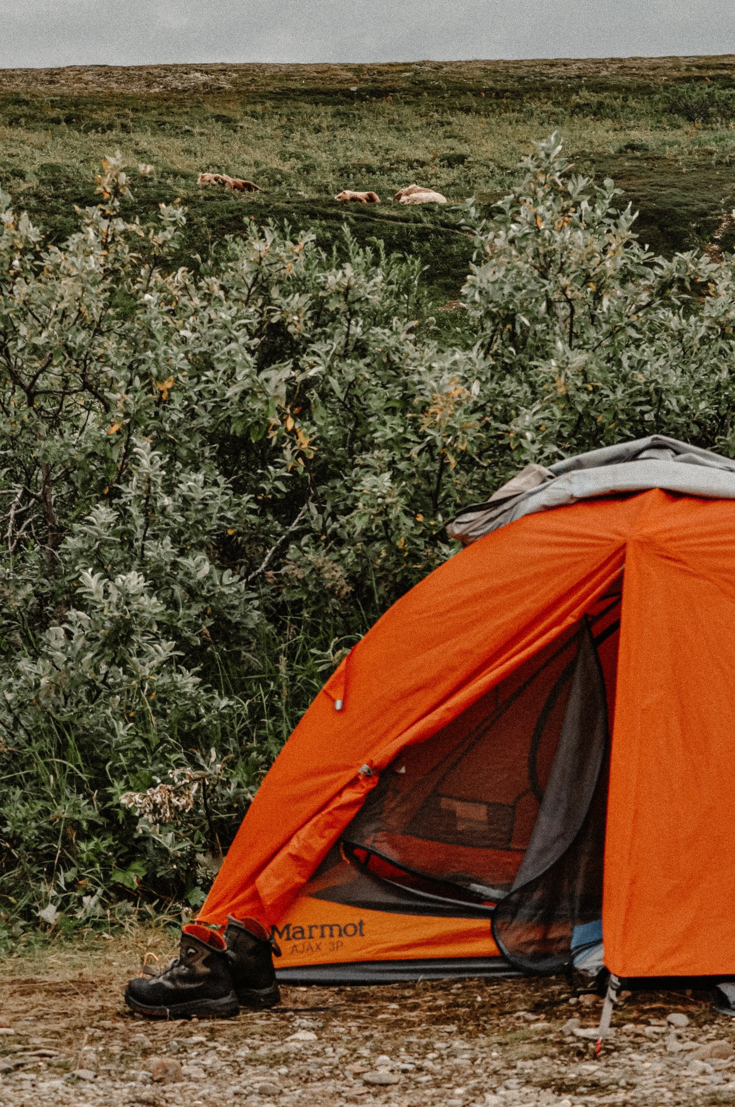 Orange Marmot camping tent set up in a grassy, shrub-covered remote Alaska landscape with sleeping grizzly bears in the background