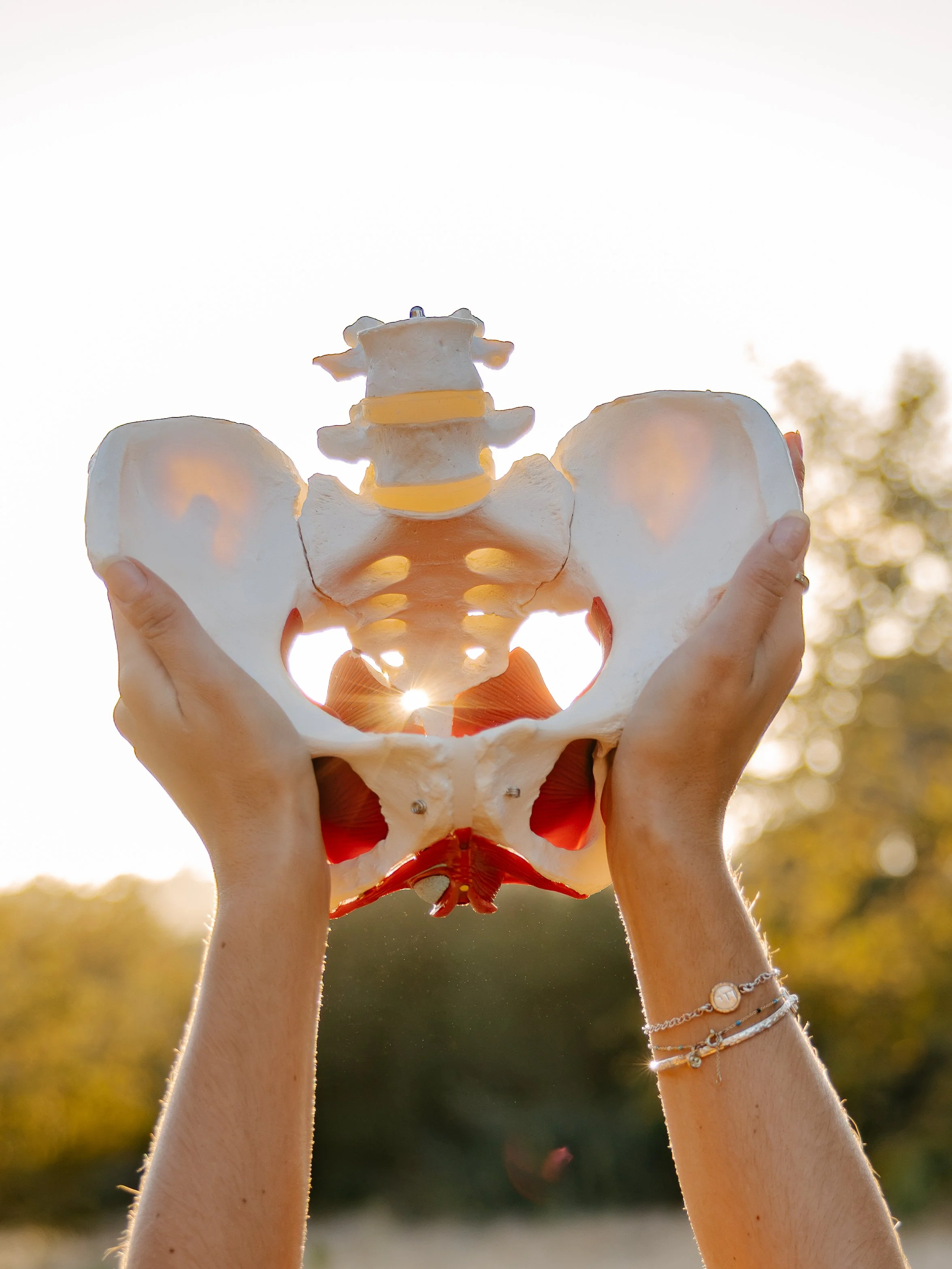 Two hands holding an anatomical model of a human pelvis against a bright sky, with sunlight shining through the openings in the pelvis.