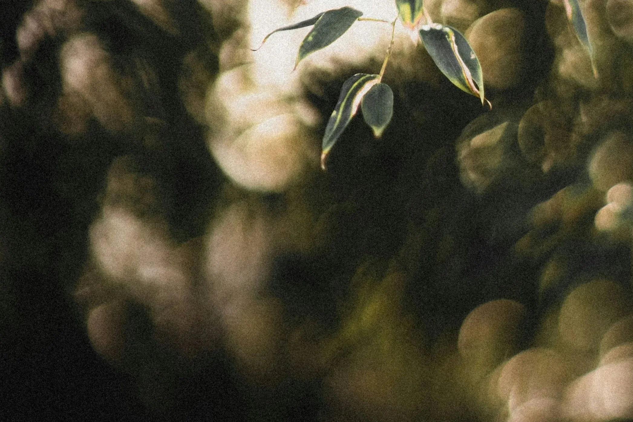 Close-up of green leaves with light shining through, creating a soft, blurred background.