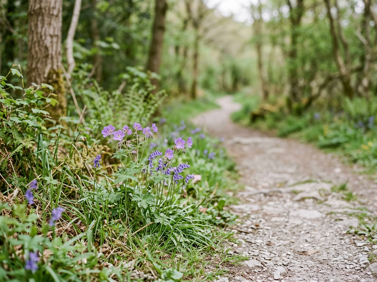 Purple wildflowers beside a quiet path through a green woodland