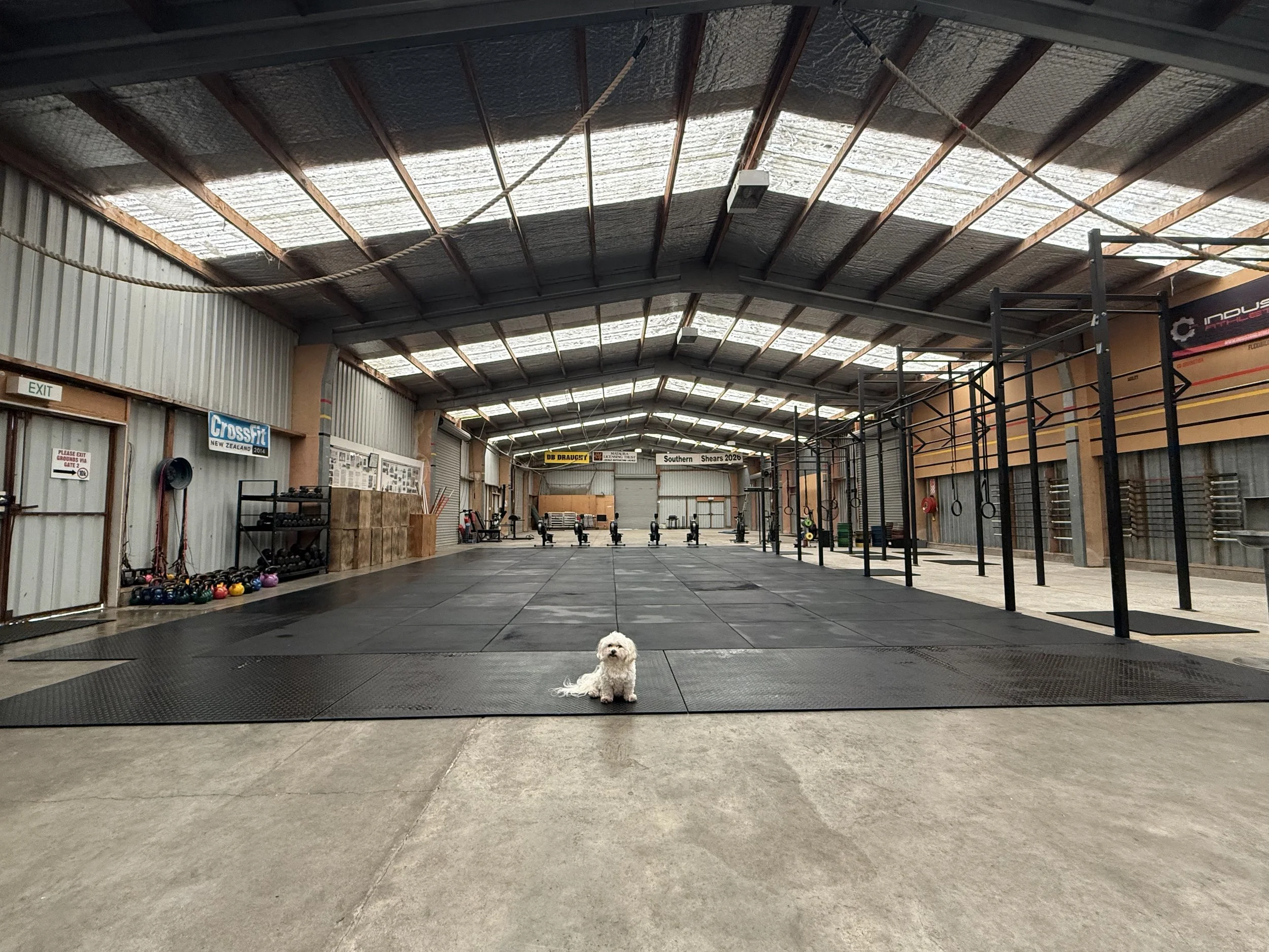 Inside a gym with mats on the floor, exercise equipment, and gym signs on the walls. A small white dog is sitting on the mats.