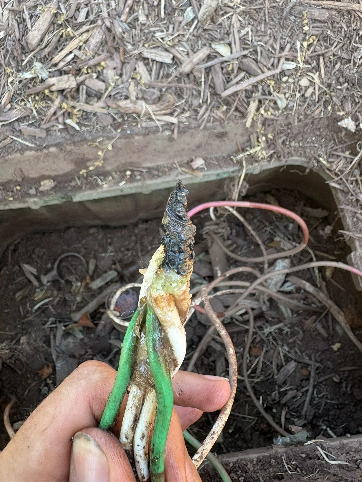 Burned irrigation wiring found during troubleshooting.