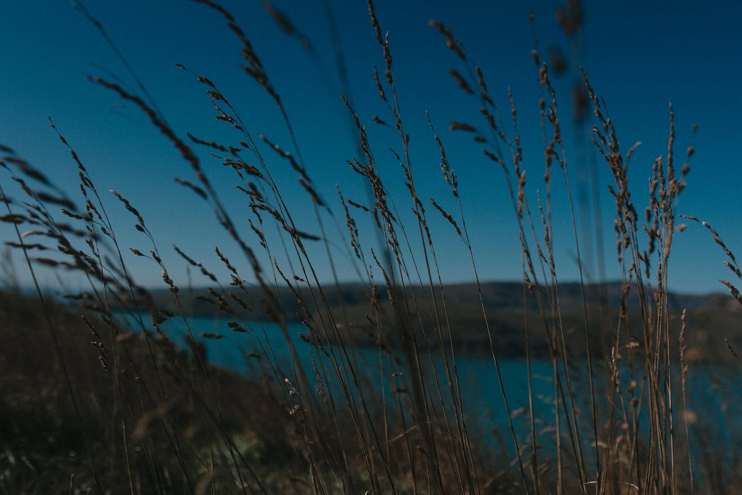 Tall dry grasses in the foreground with a body of water and distant hills in the background, under a blue sky.