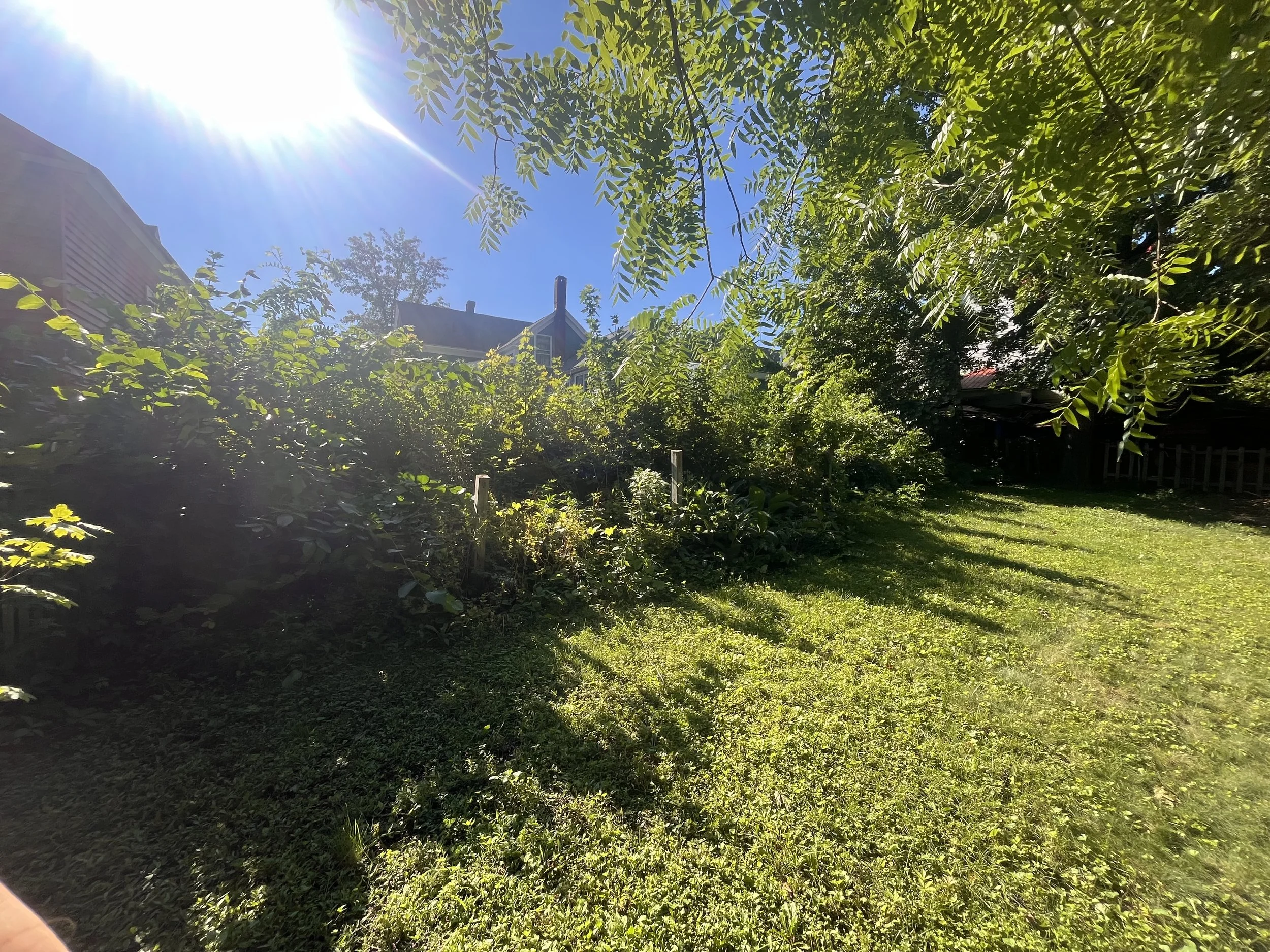Sunshine shining through green tree leaves onto a backyard with grass and houses in the background.