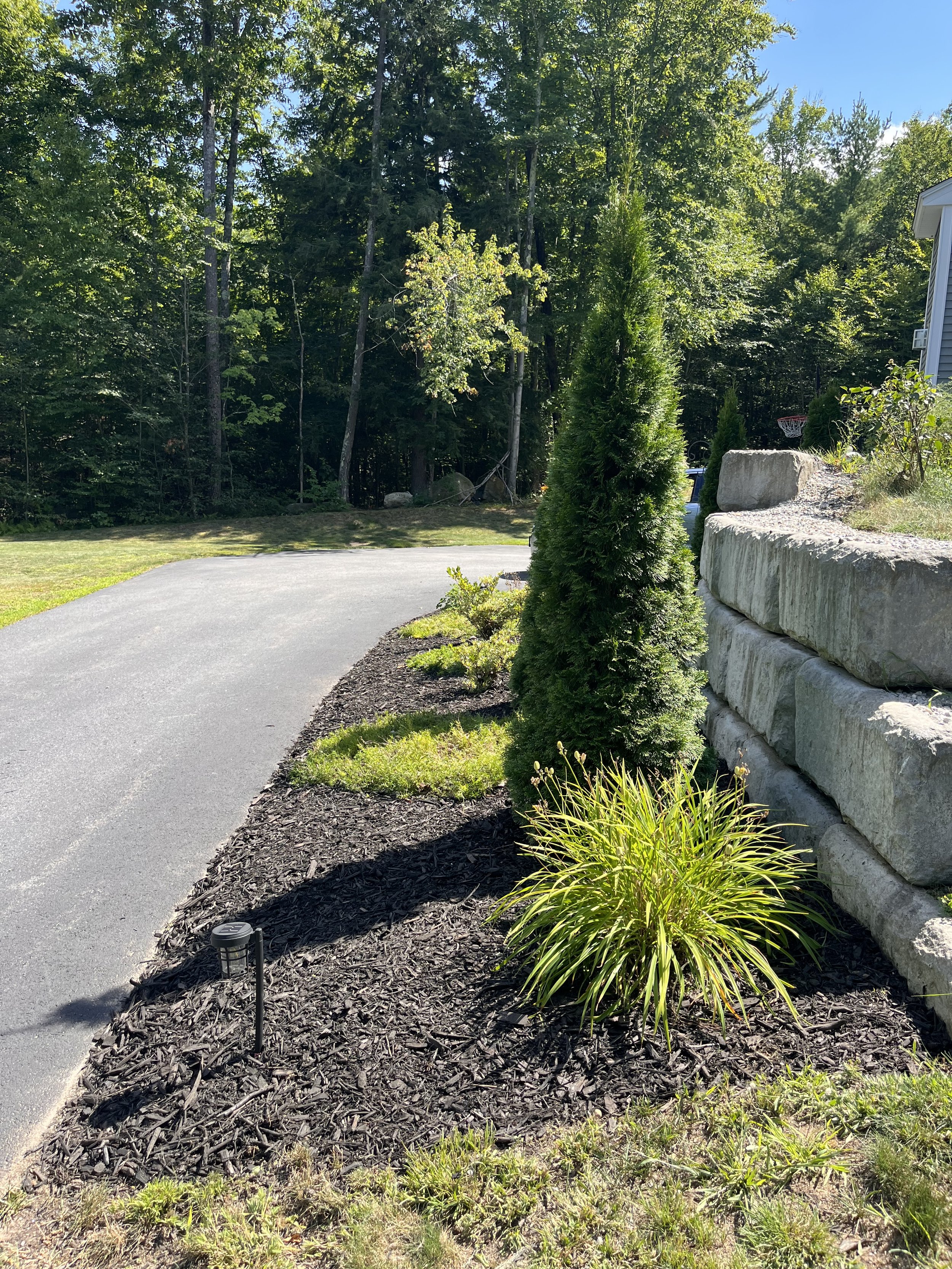 A landscaped yard with a paved pathway, a small shrub, a taller conifer, decorative rocks on the right, and a background of trees and a house with blue siding.