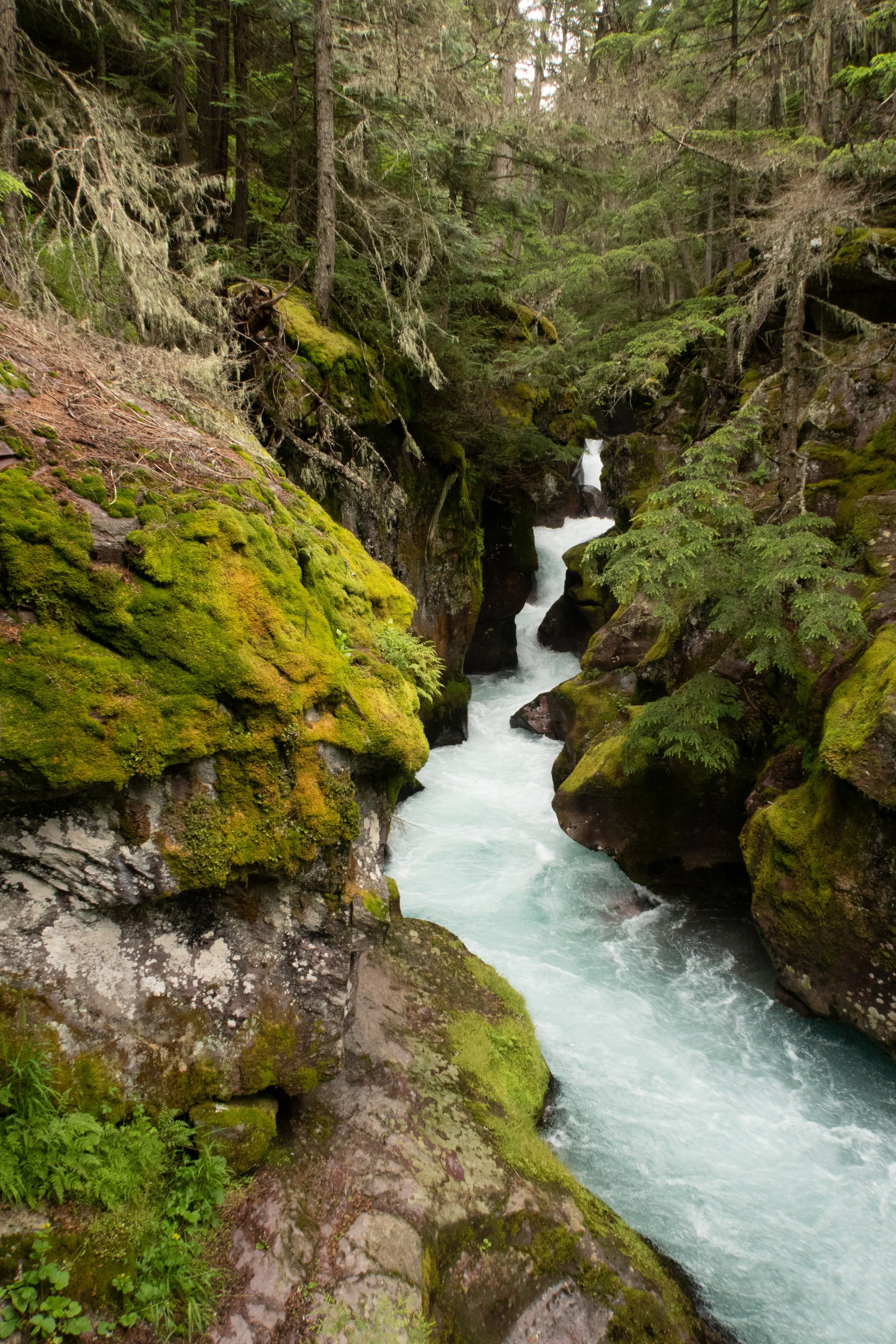 A forest scene with moss-covered rocks and trees surrounding a flowing mountain stream.