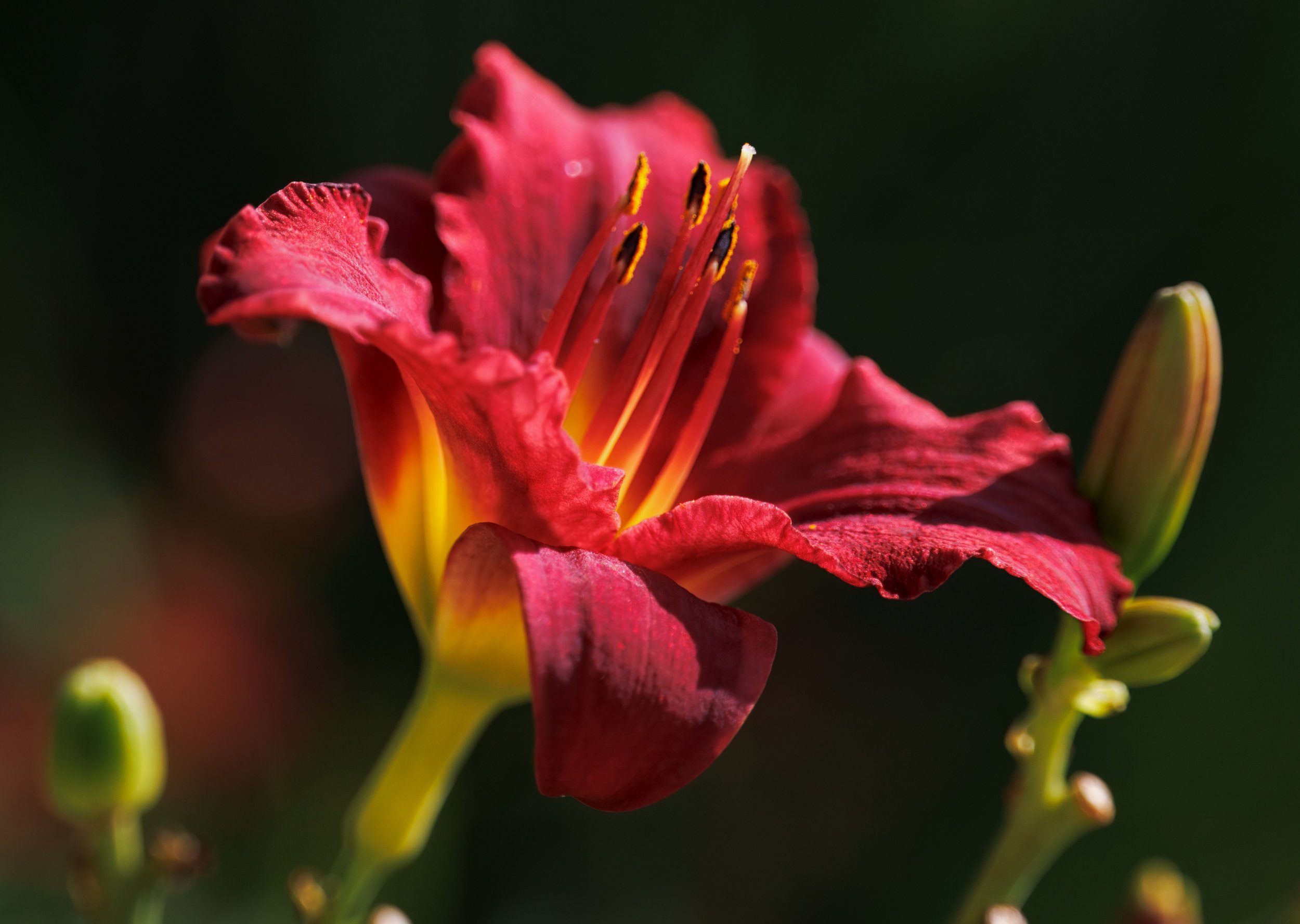 Pardon-Me-Daylily-Dramatic-Lighting.jpeg
