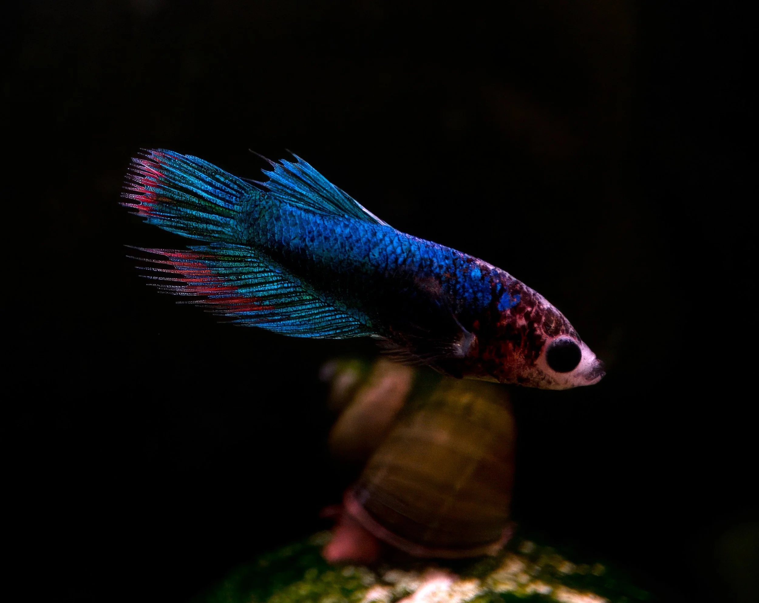 Pet Photography