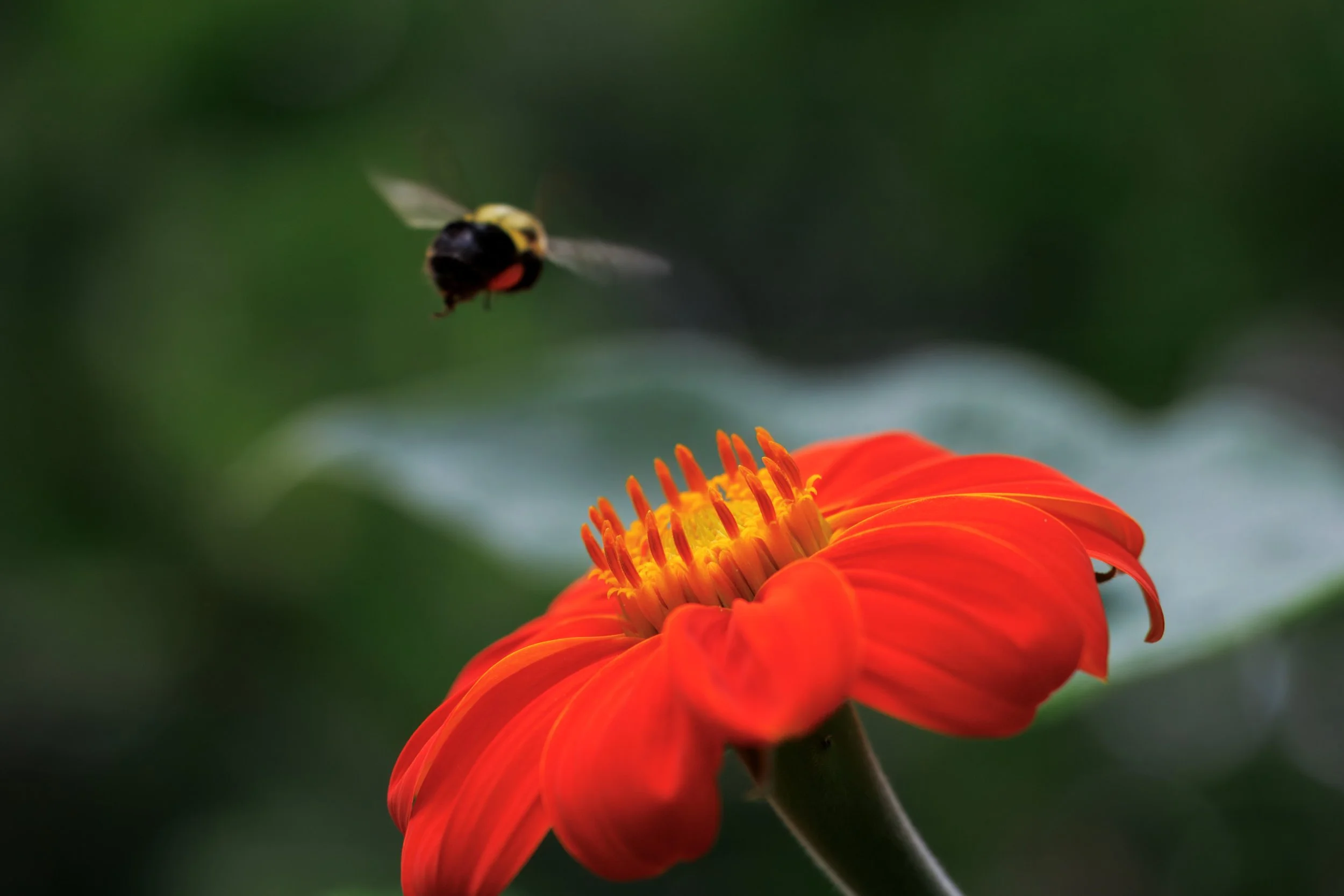 Bumble-Bee-Flying-Away-From-Red-Sunflower2.jpeg