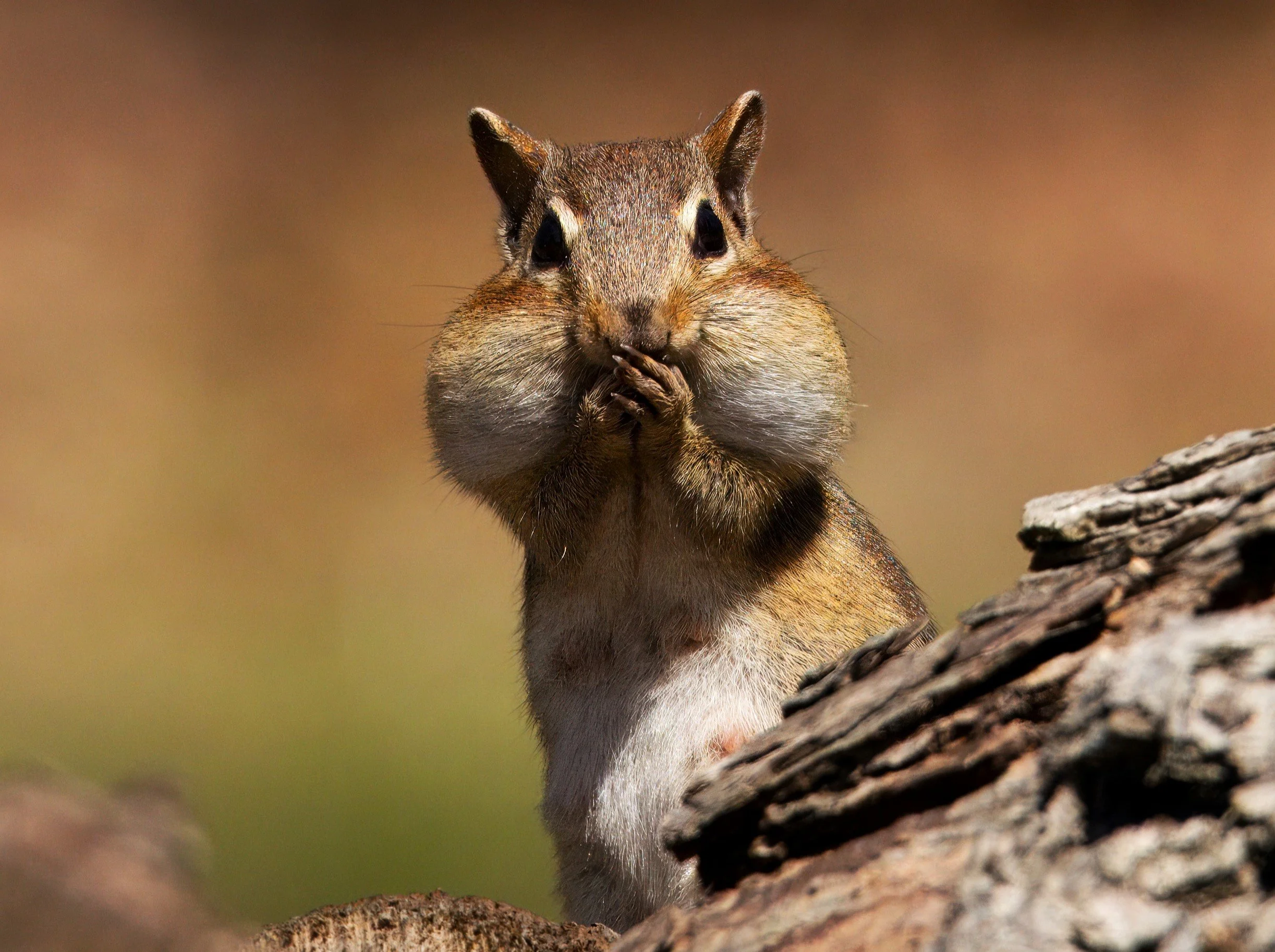 Close-up of a squirrel with its hands covering its mouth, sitting on a tree branch.
