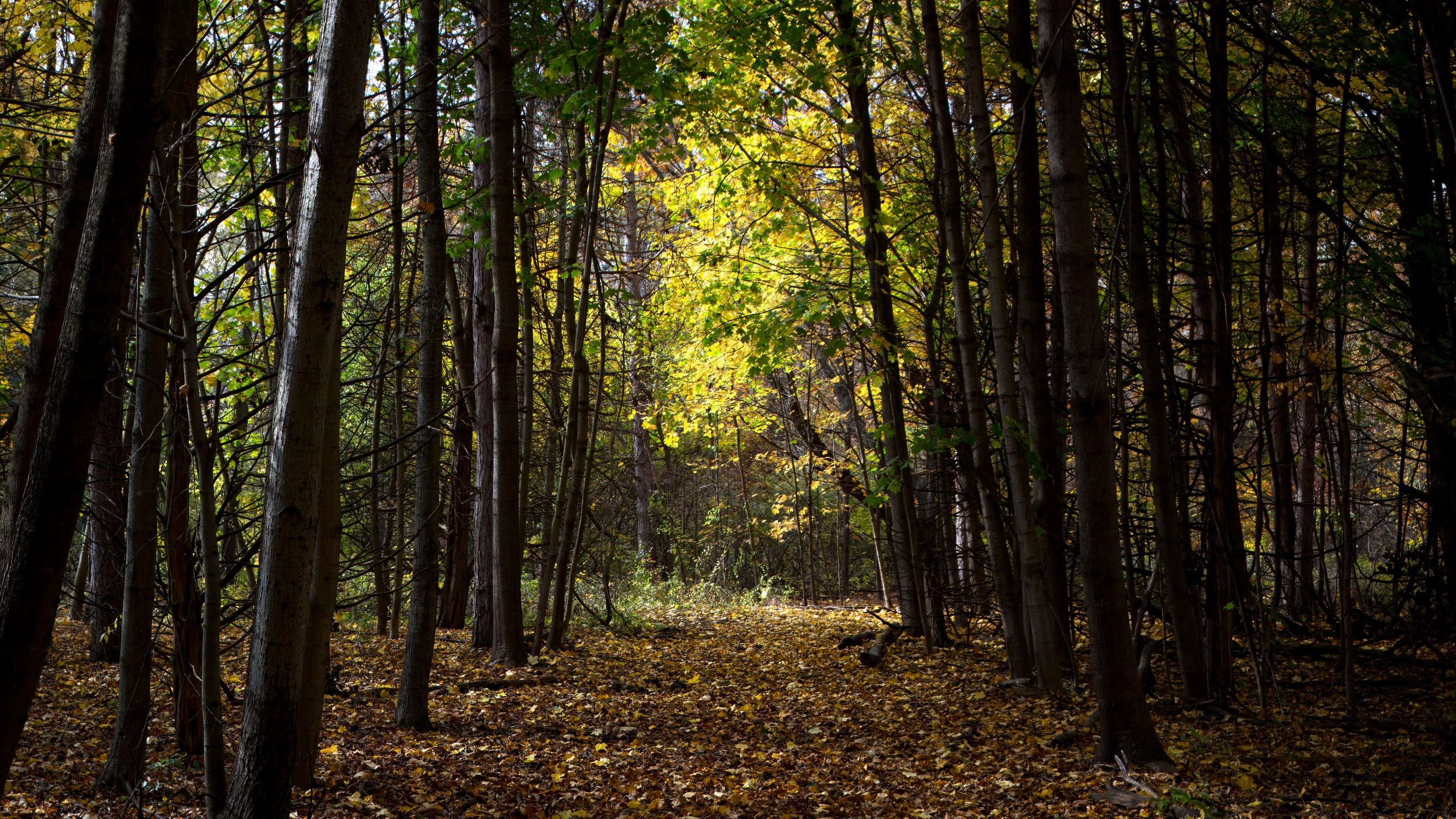 betterFallWoodPath-tpz.jpeg