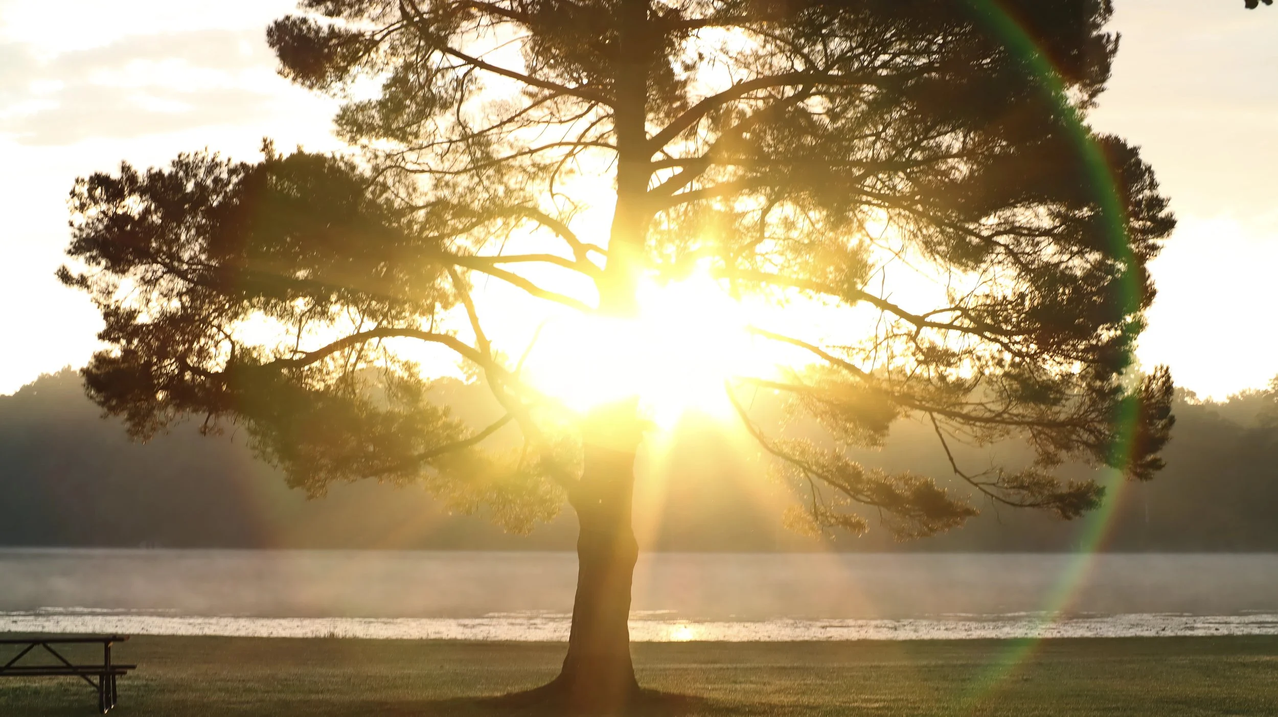 Yggdrasil-And-A-Bench-By-The-Lake.jpeg