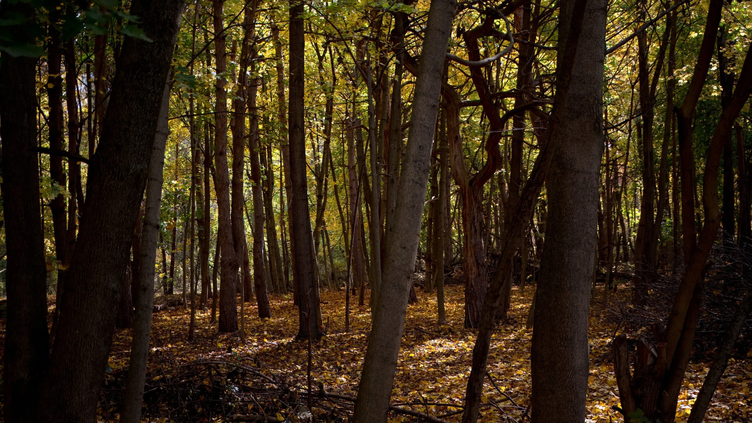 betterFallWoods-tpz.jpeg