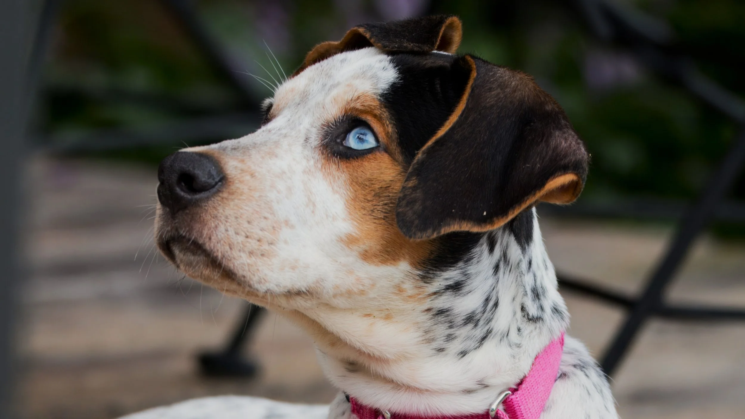 Profile of a dog with blue eyes, black and white fur, and a tan patch above the eye, wearing a pink harness.
