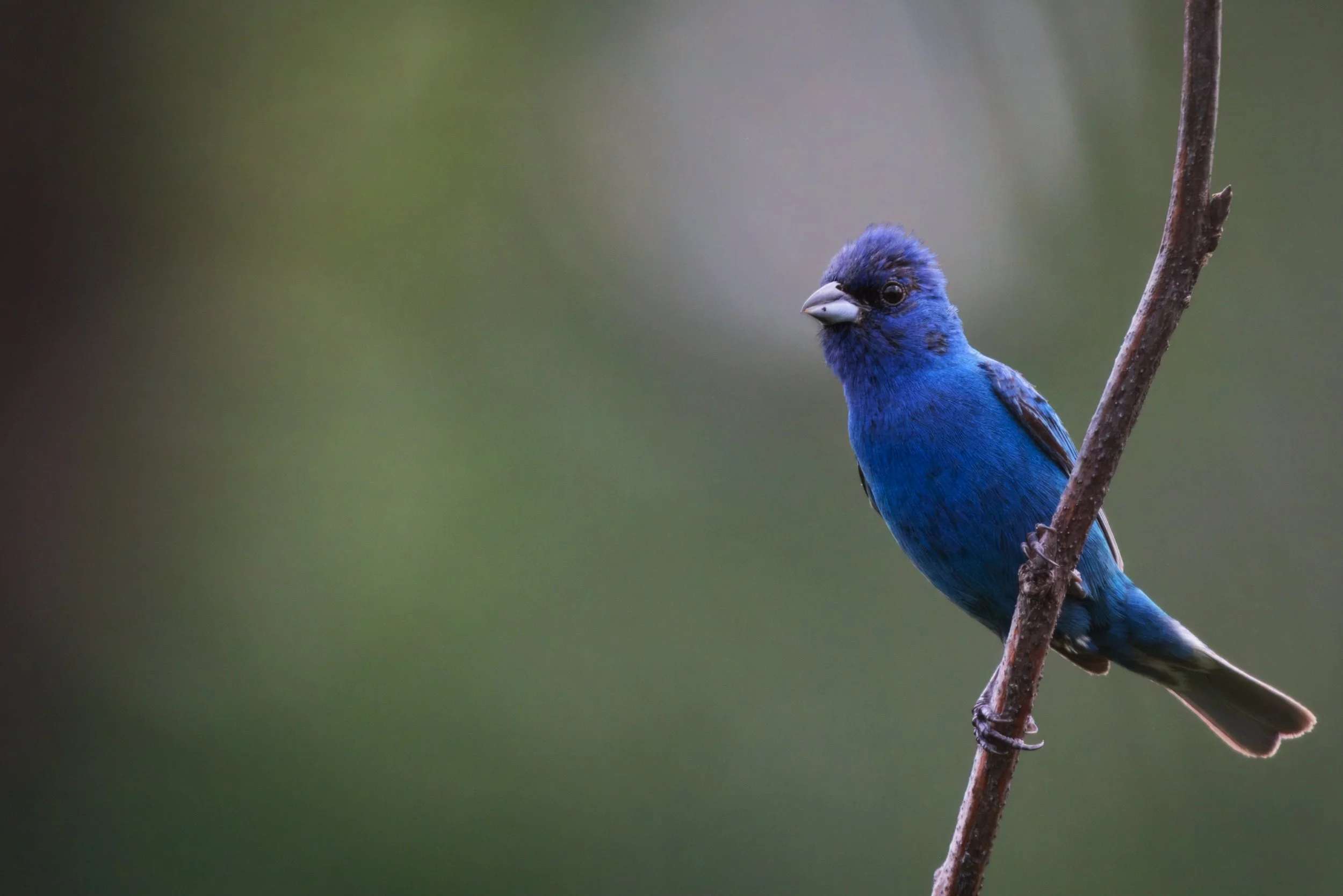 A close-up of a vibrant blue bird with a small crest, perched on a thin, brown branch against a blurred green background. Indigo Bunting