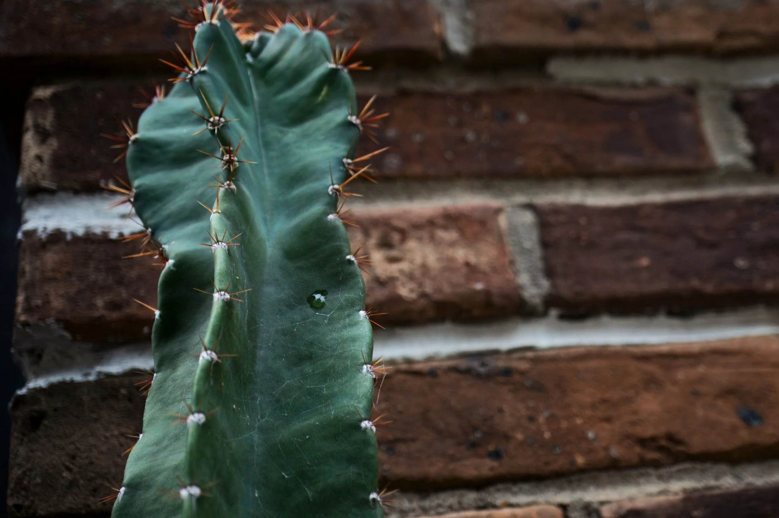 Cactus.jpeg