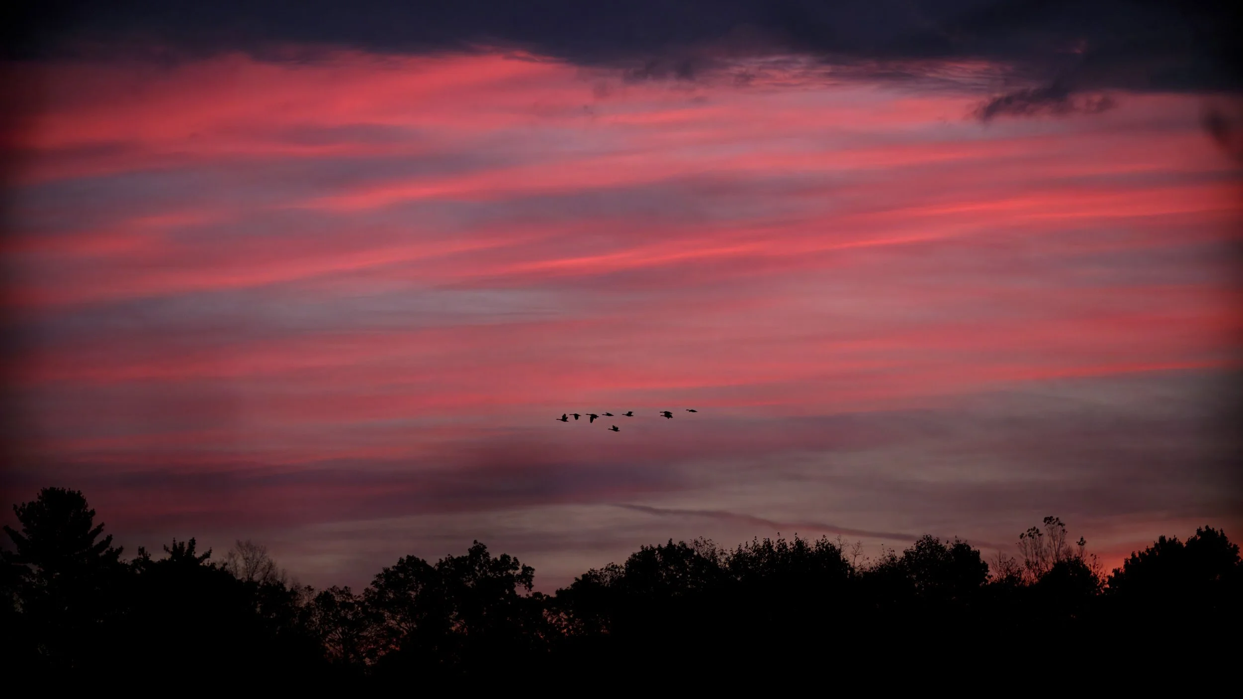 Geese-Across-Sunrise2.jpeg