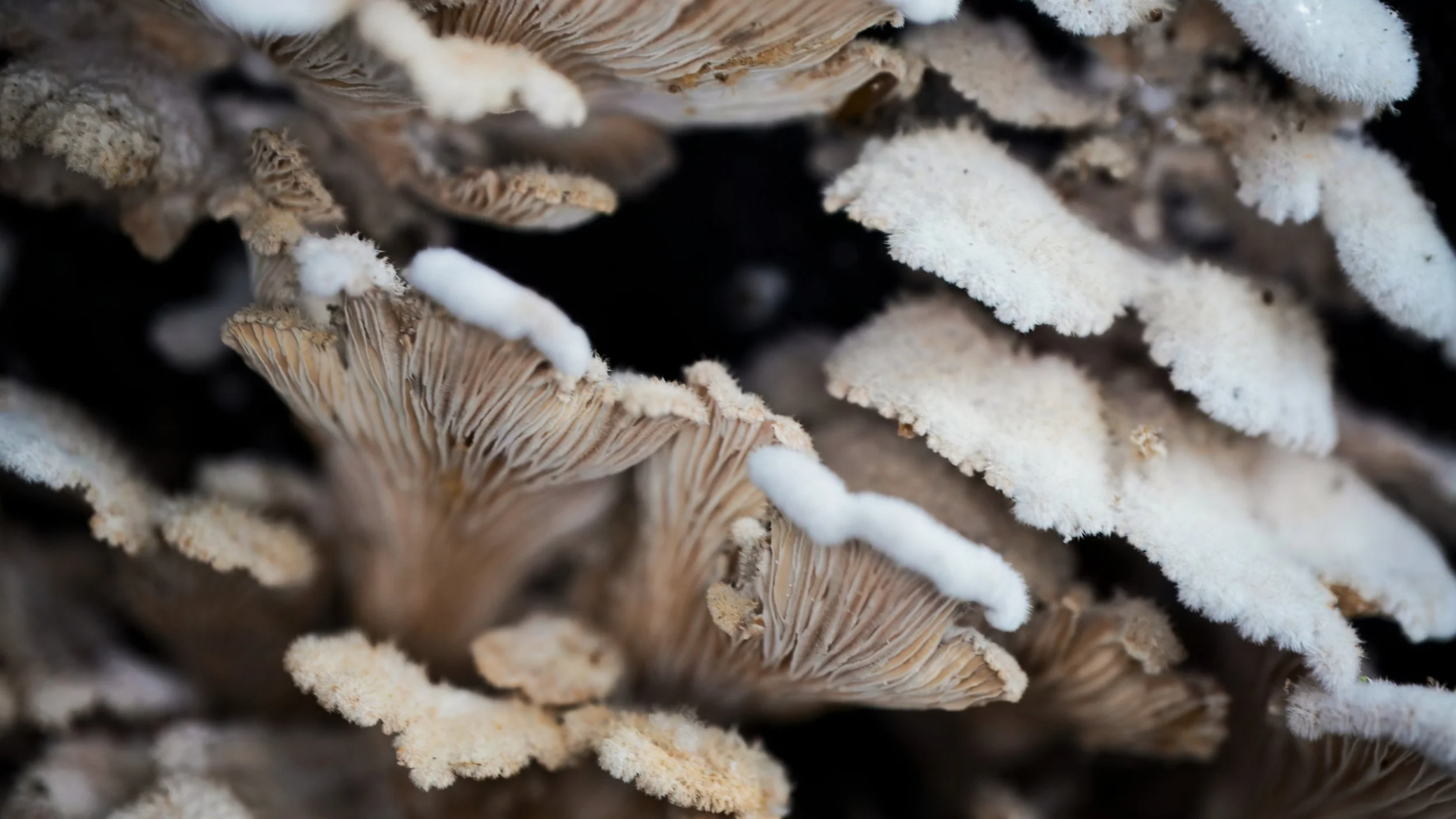 Mushroom-Gills.jpeg
