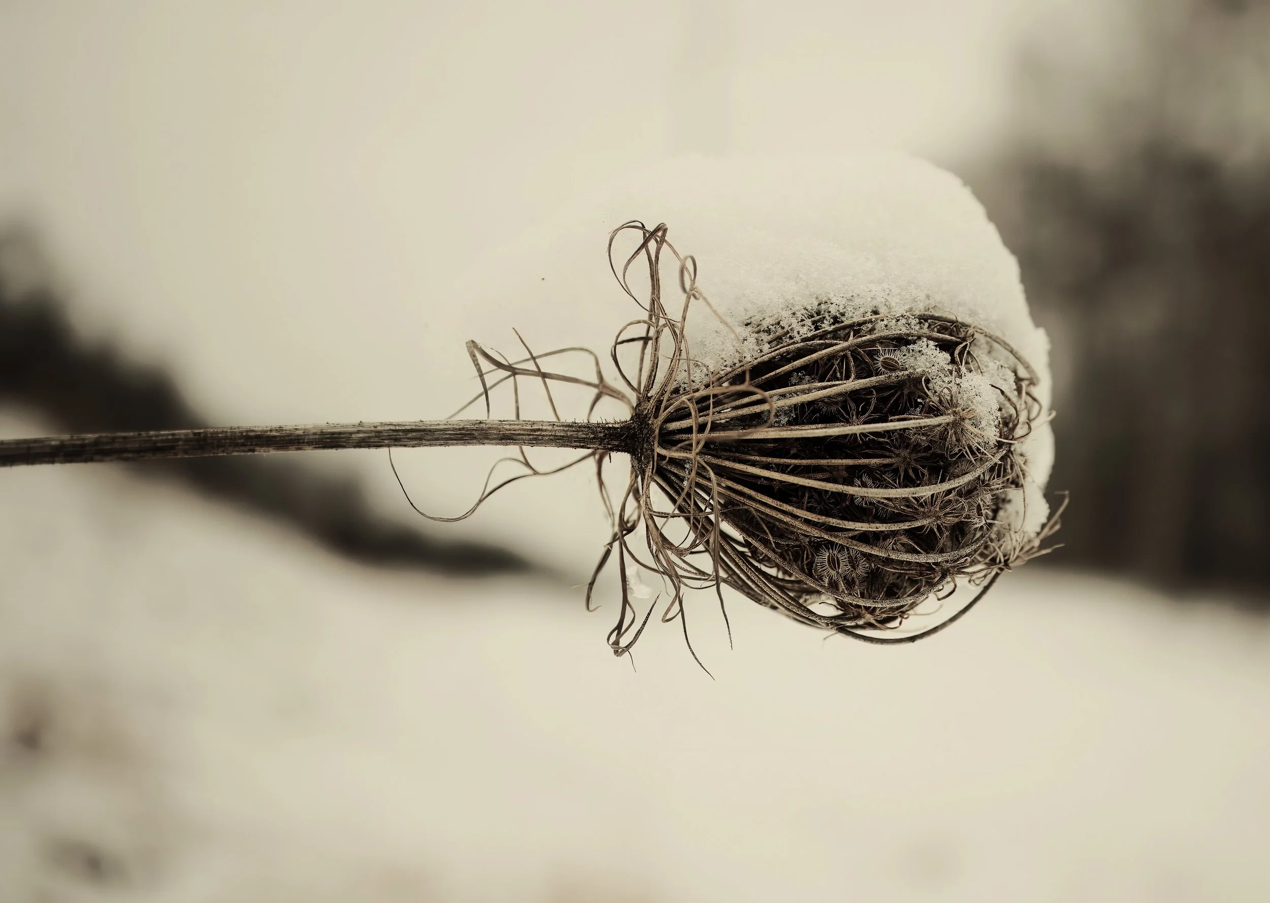 Plant-And-Ice-Bw (2).jpeg