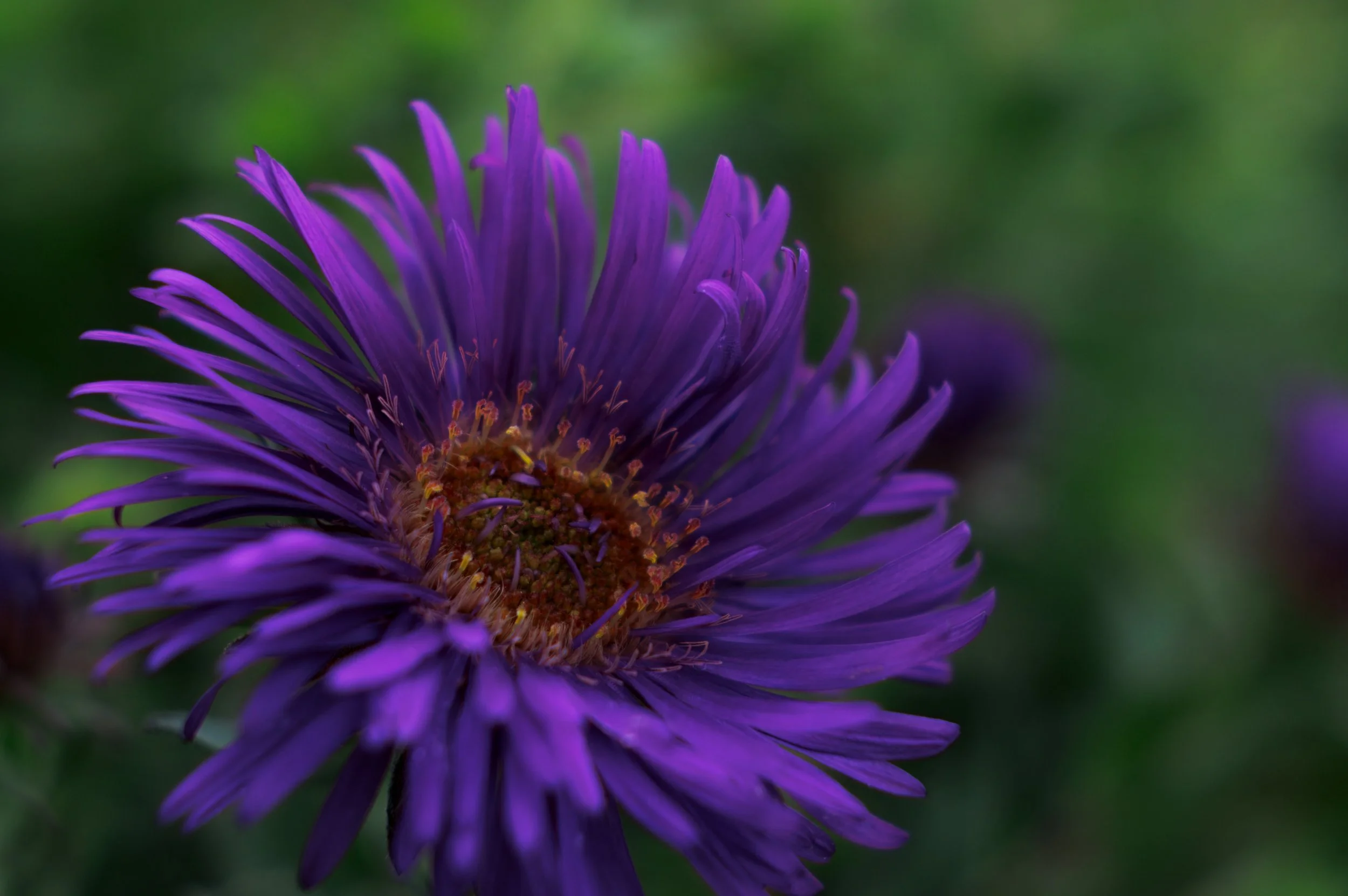 Aster.jpeg