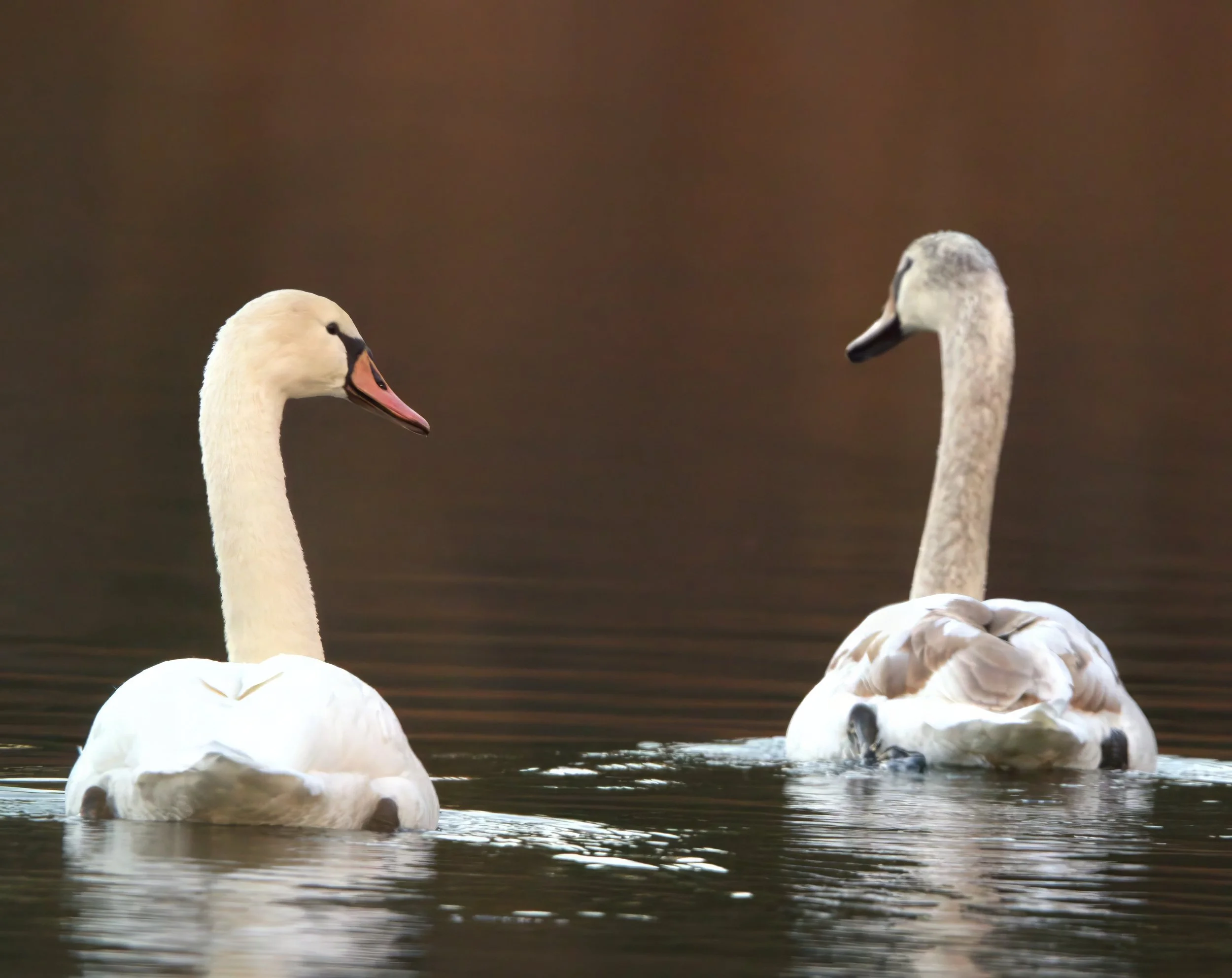 Three swans in a body of water with a blurred brown background. Two swans have white feathers and black beaks, while the third swan appears to be a juvenile with gray feathers.