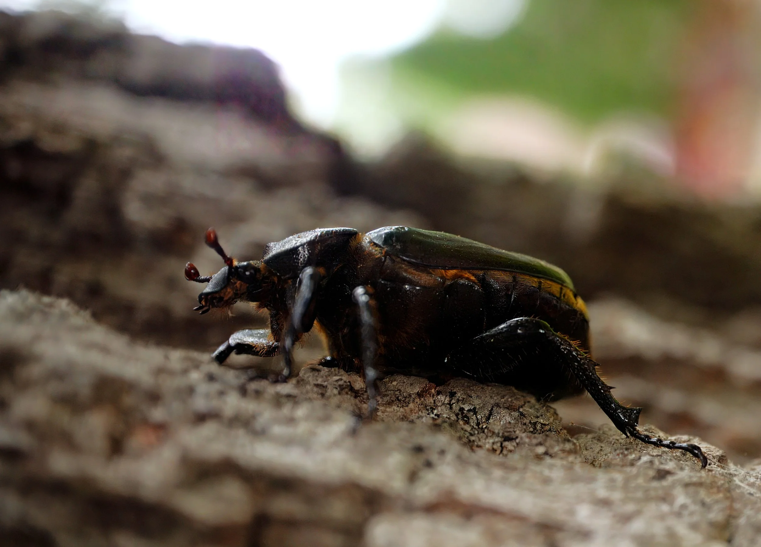 Sexton-Beetle.jpeg
