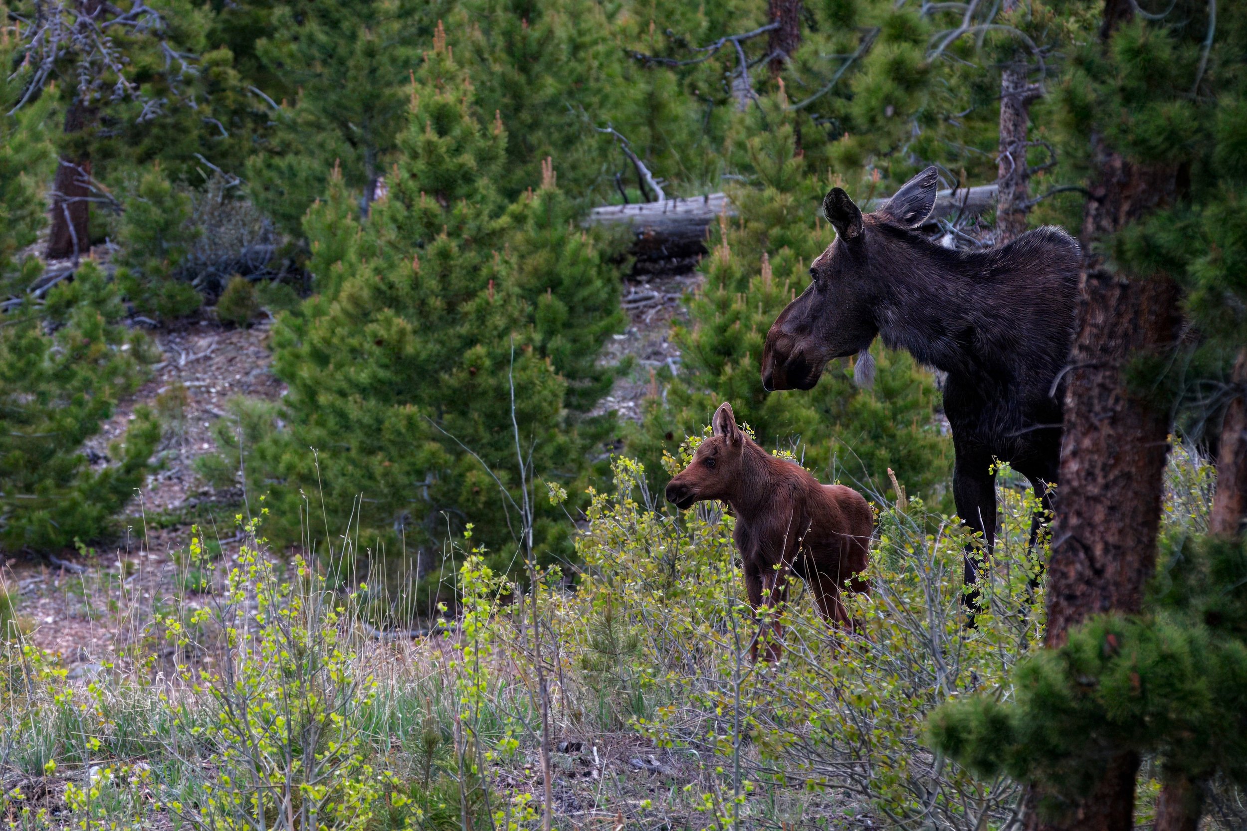 A moose and a calf standing in a dense forest with green trees and shrubs.