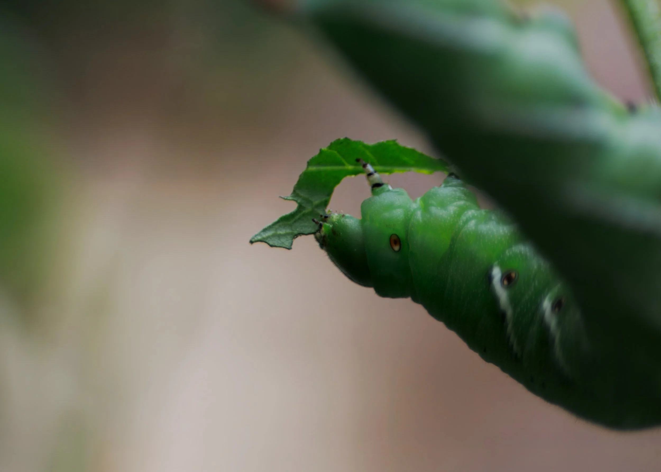 Tobacco-Horn-Worm-Eating-From-Below.jpeg