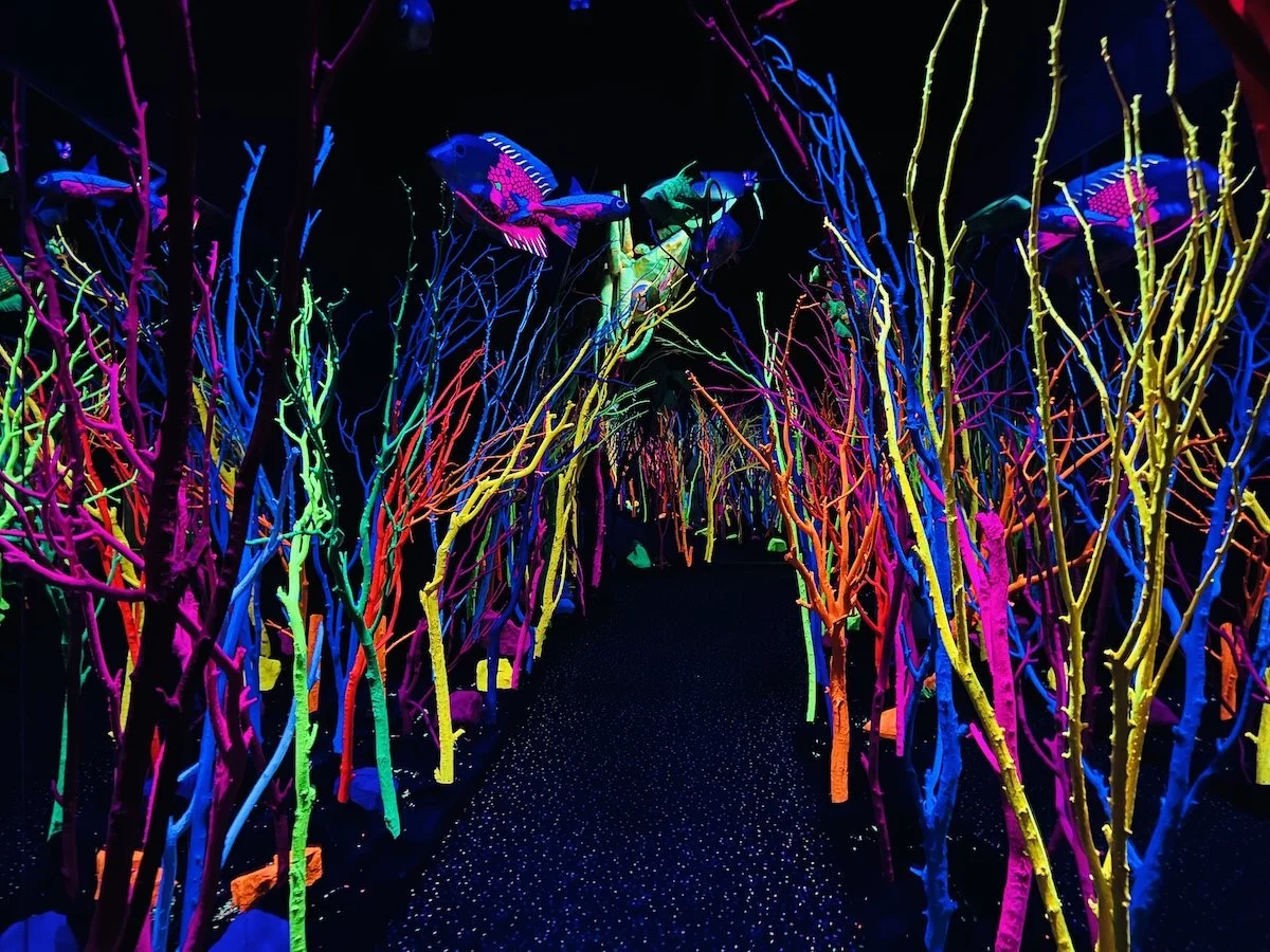 Colorful neon-lit pathway lined with painted branches and hanging colorful fish decoration.
