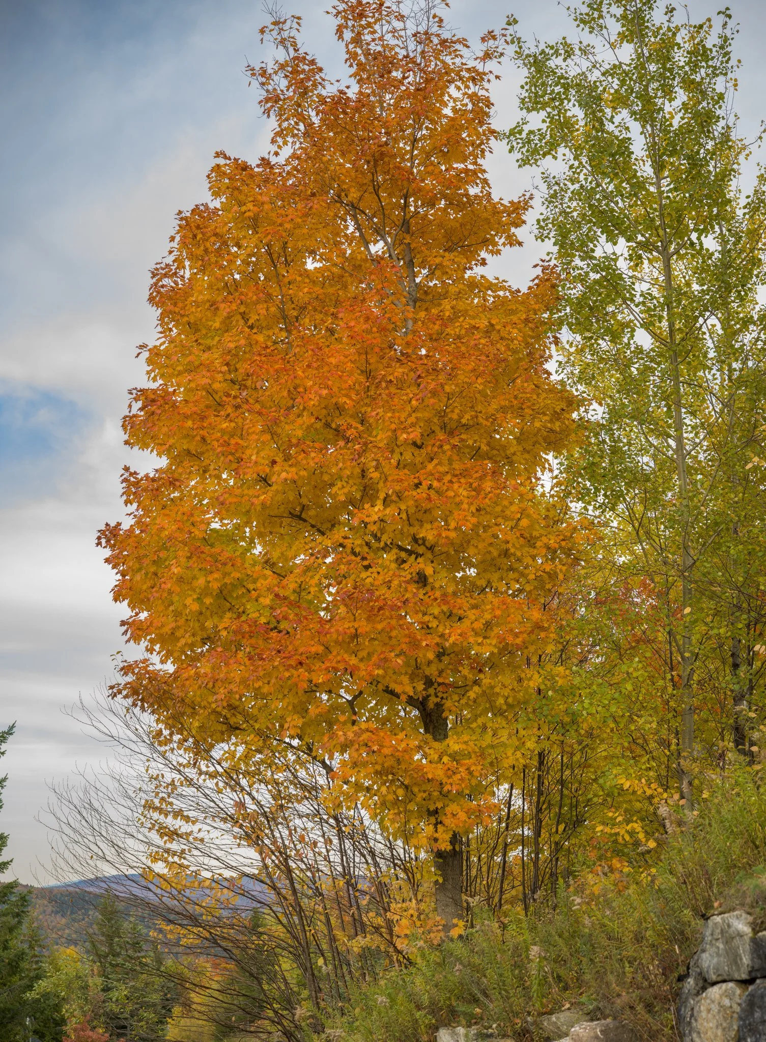 One maple, all in.