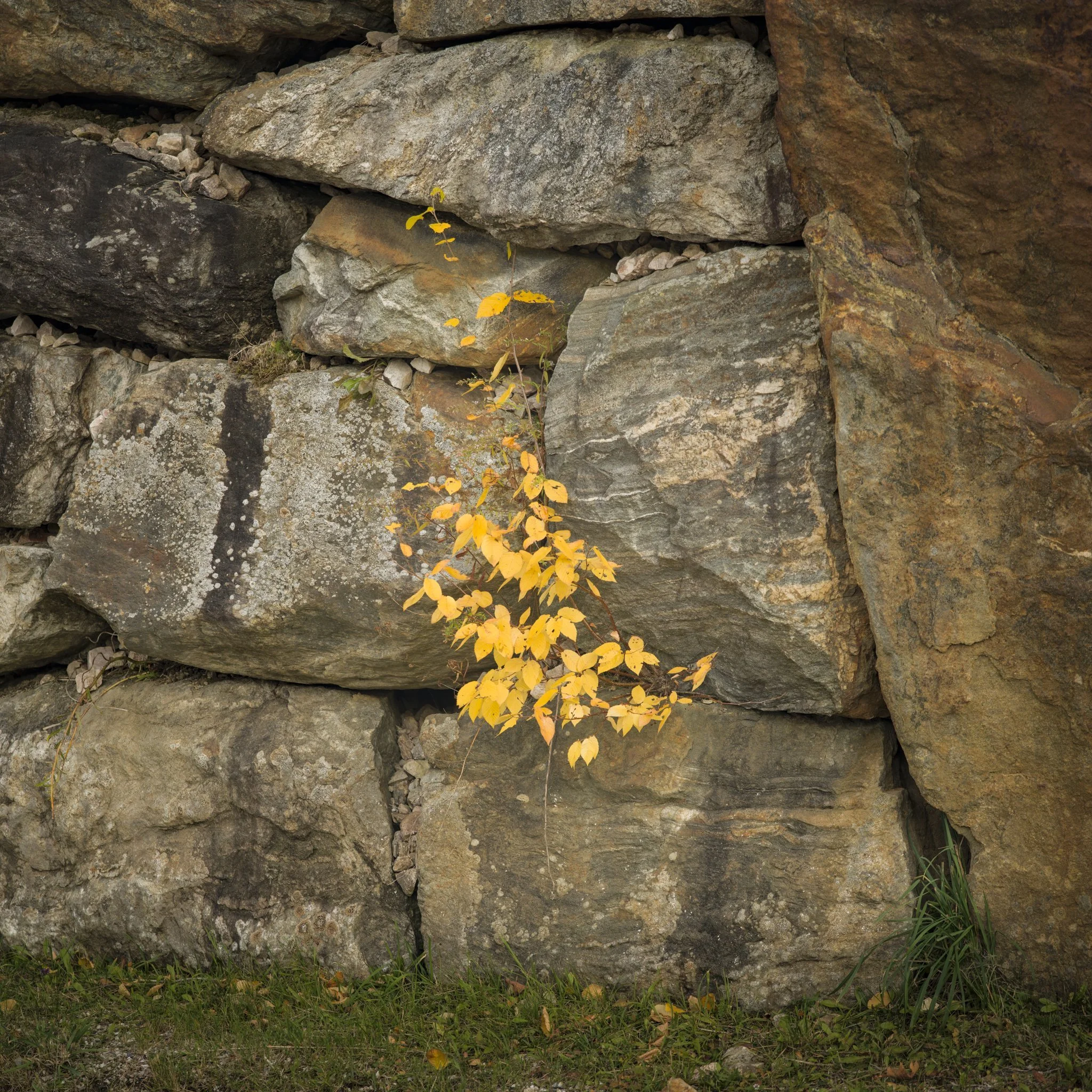Small defiance: yellow leaves in a stone wall.
