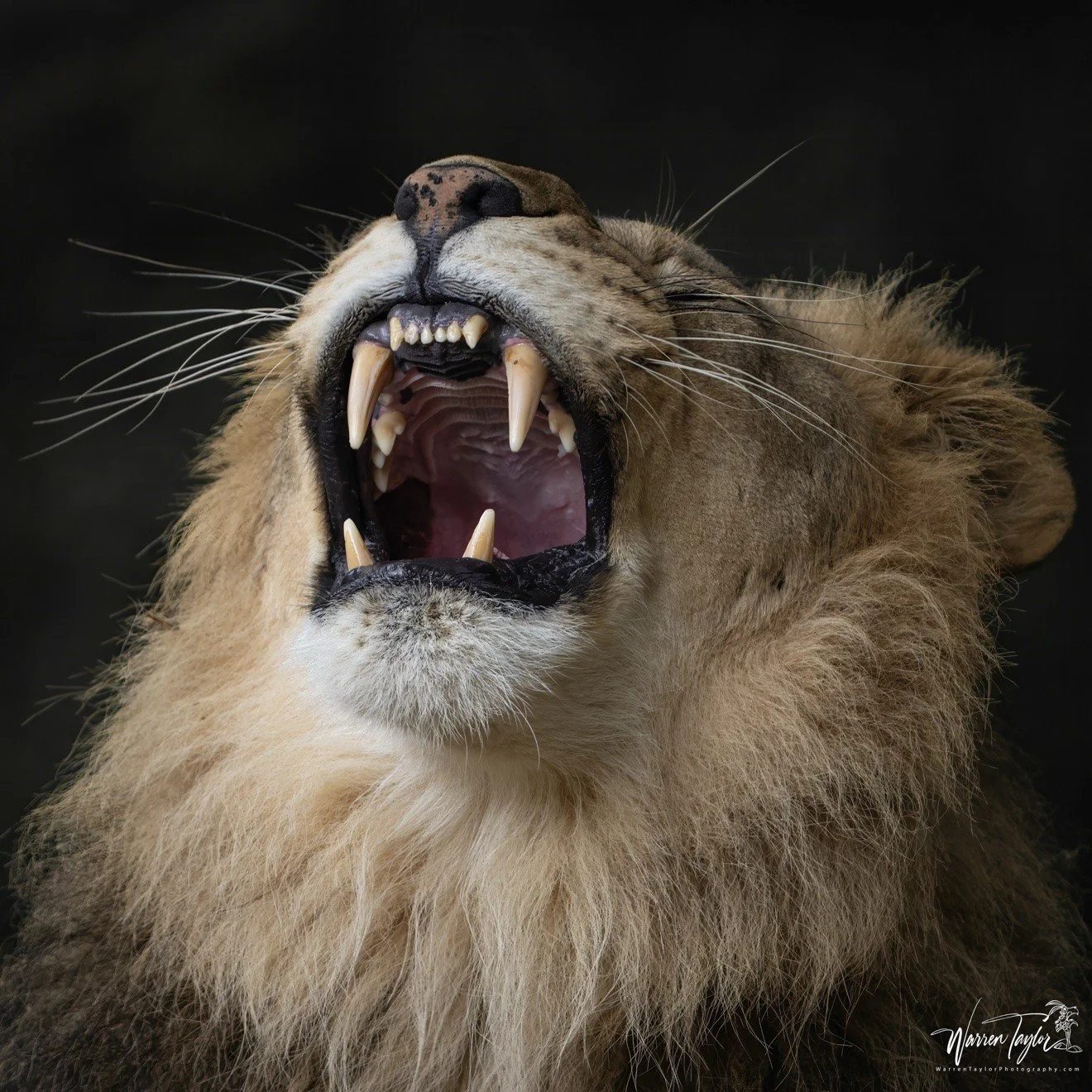 lion.jpg
