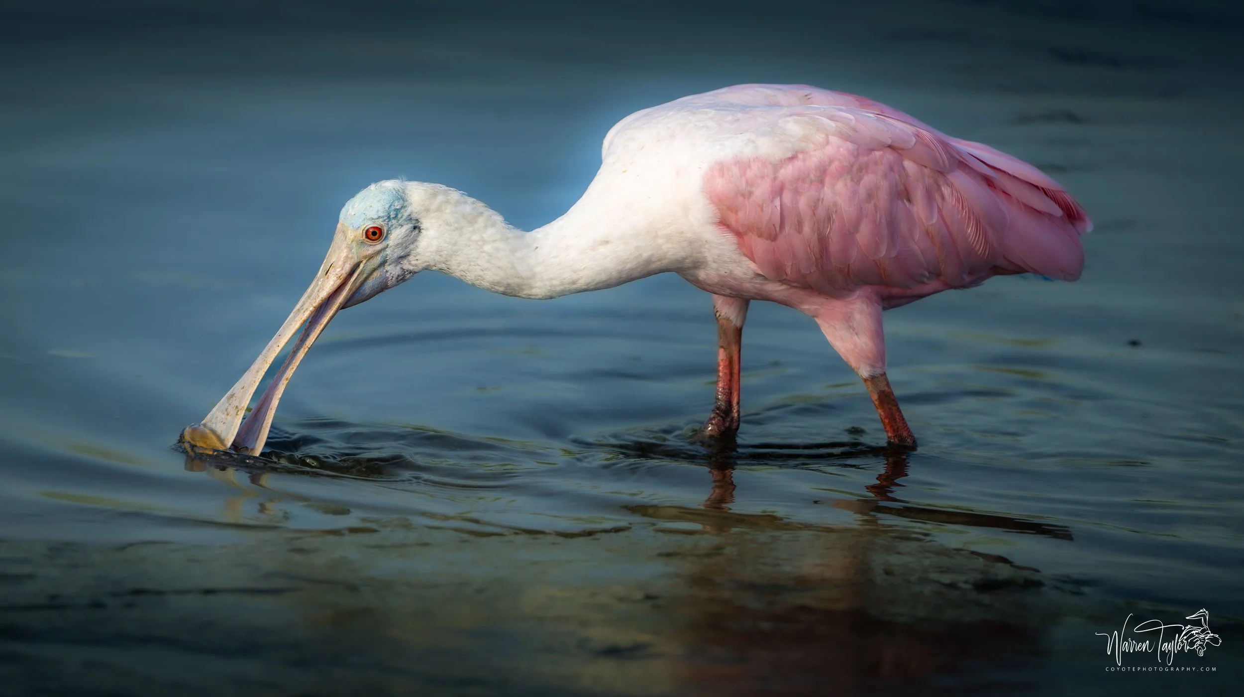 Roseate Spoonbill -HBSP Murrells Inlet, SC