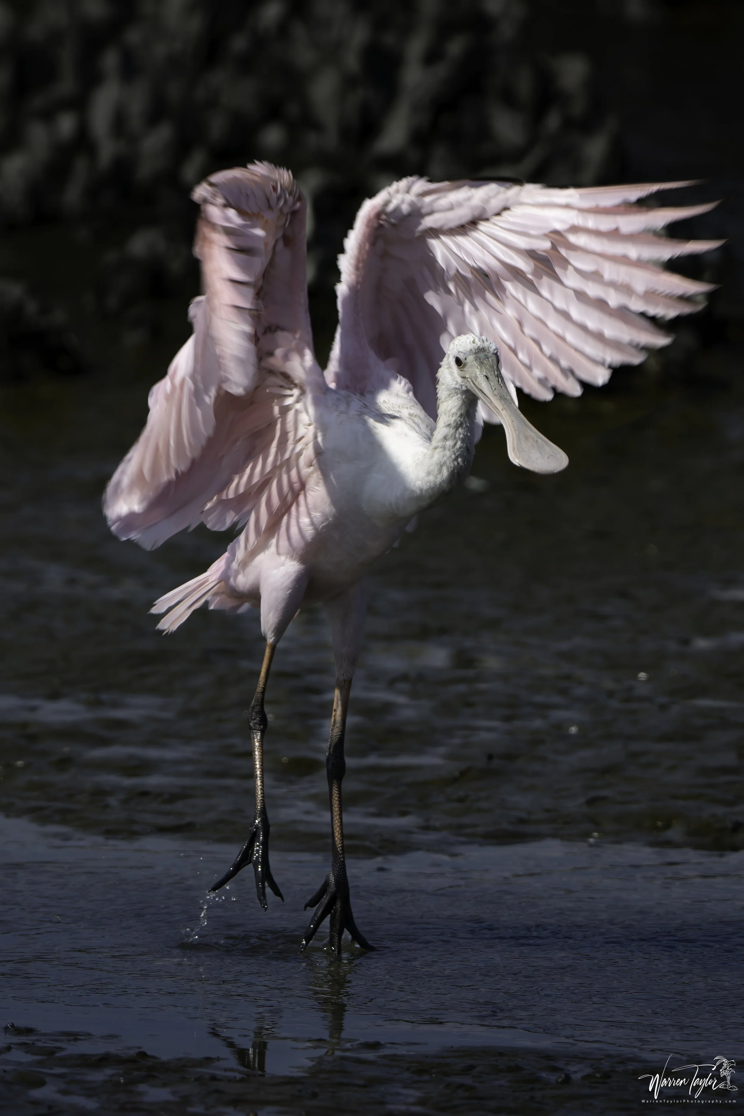 Morning Stretch - Roseate Spoonbill