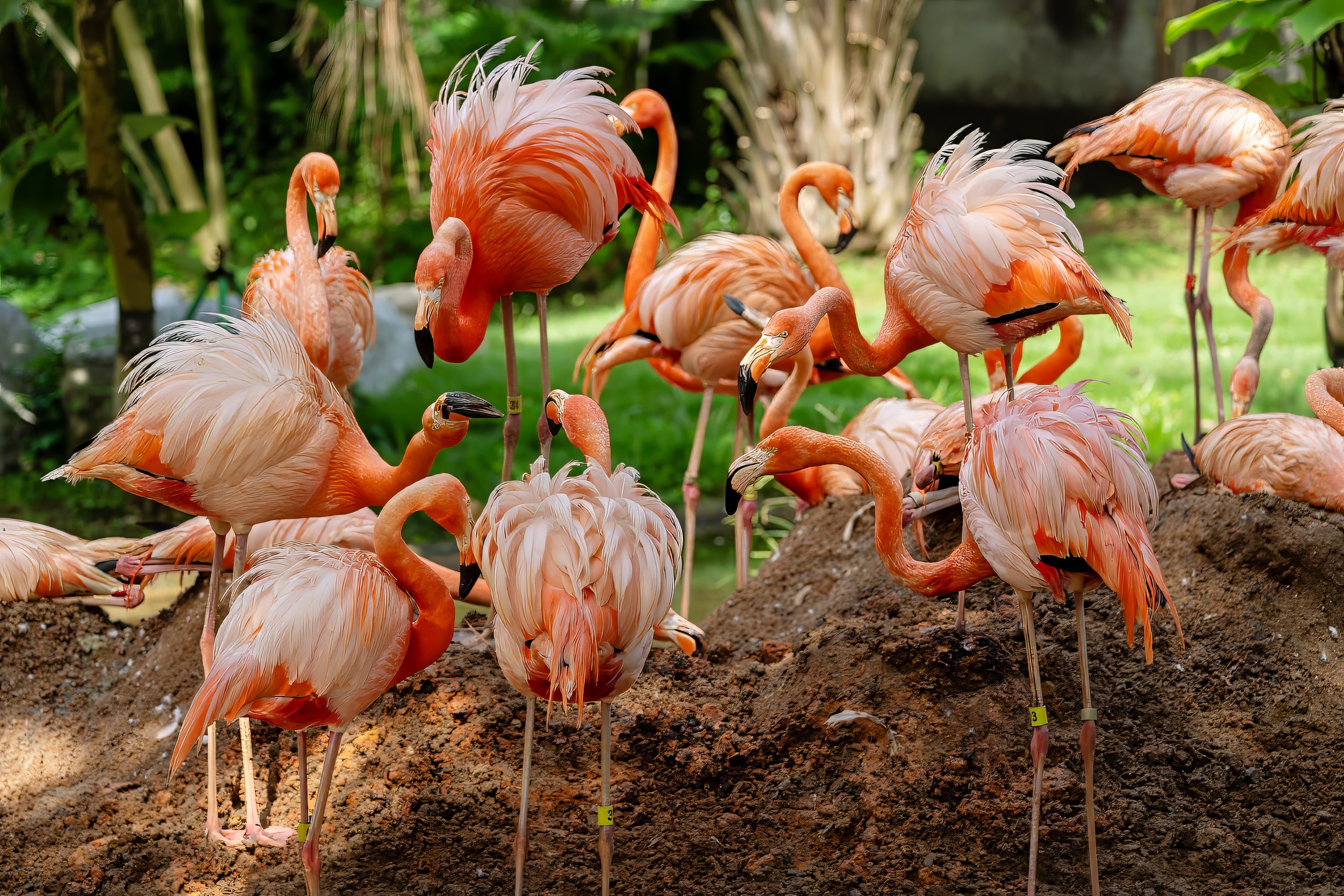 Flamingos