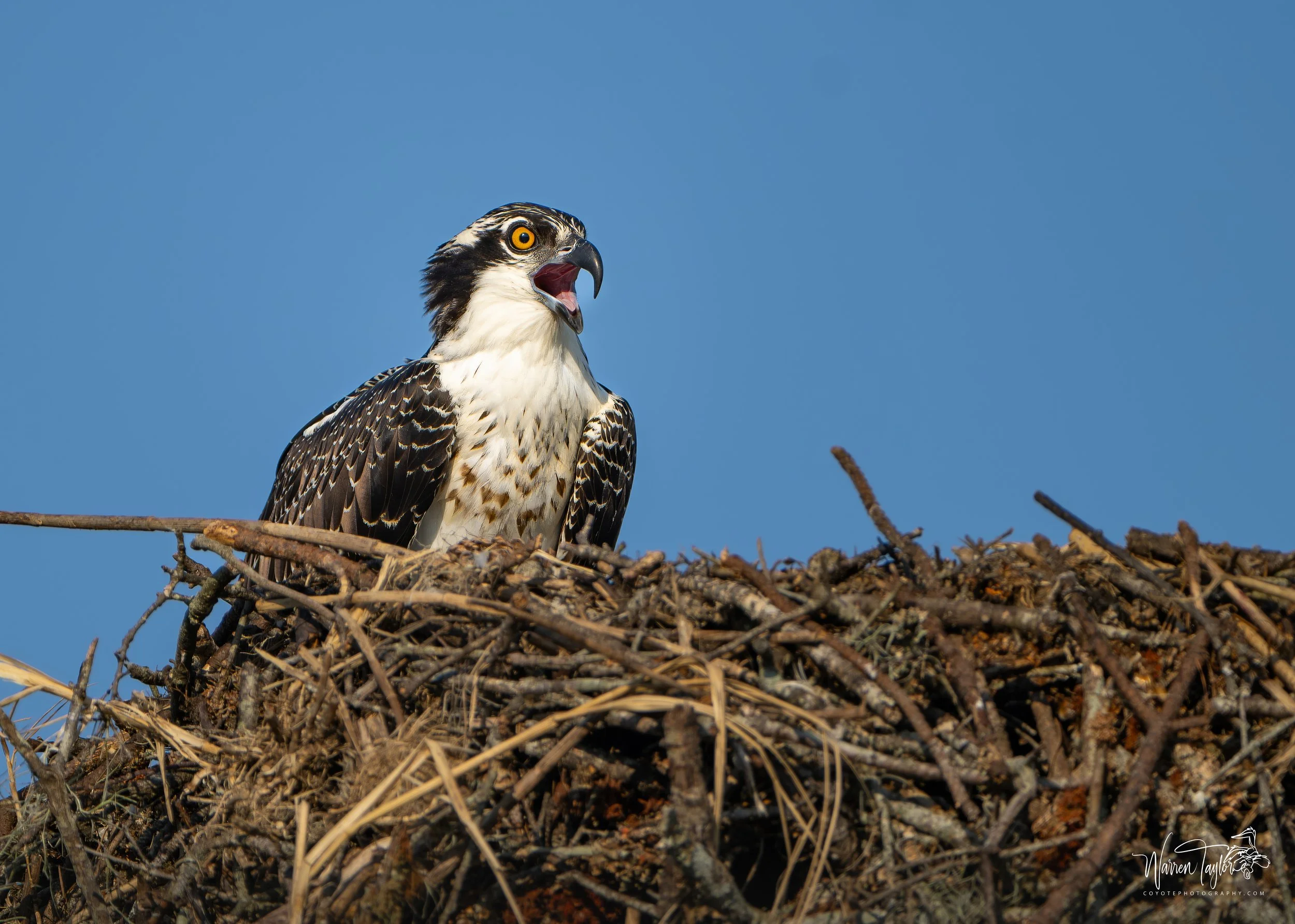 Osprey on her nest - HBSP Murrells Inlet, SC