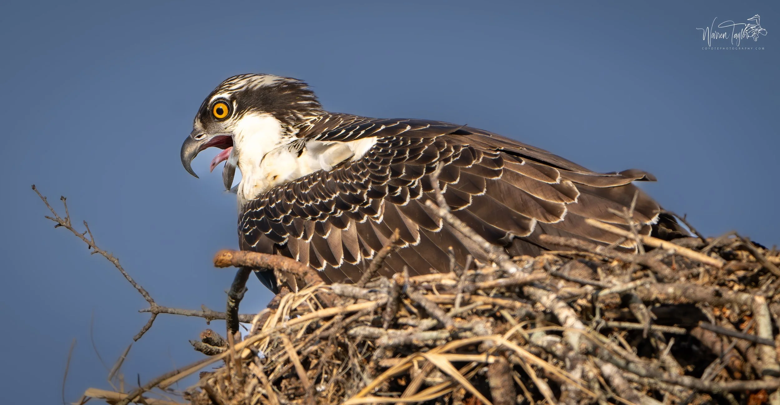 Osprey