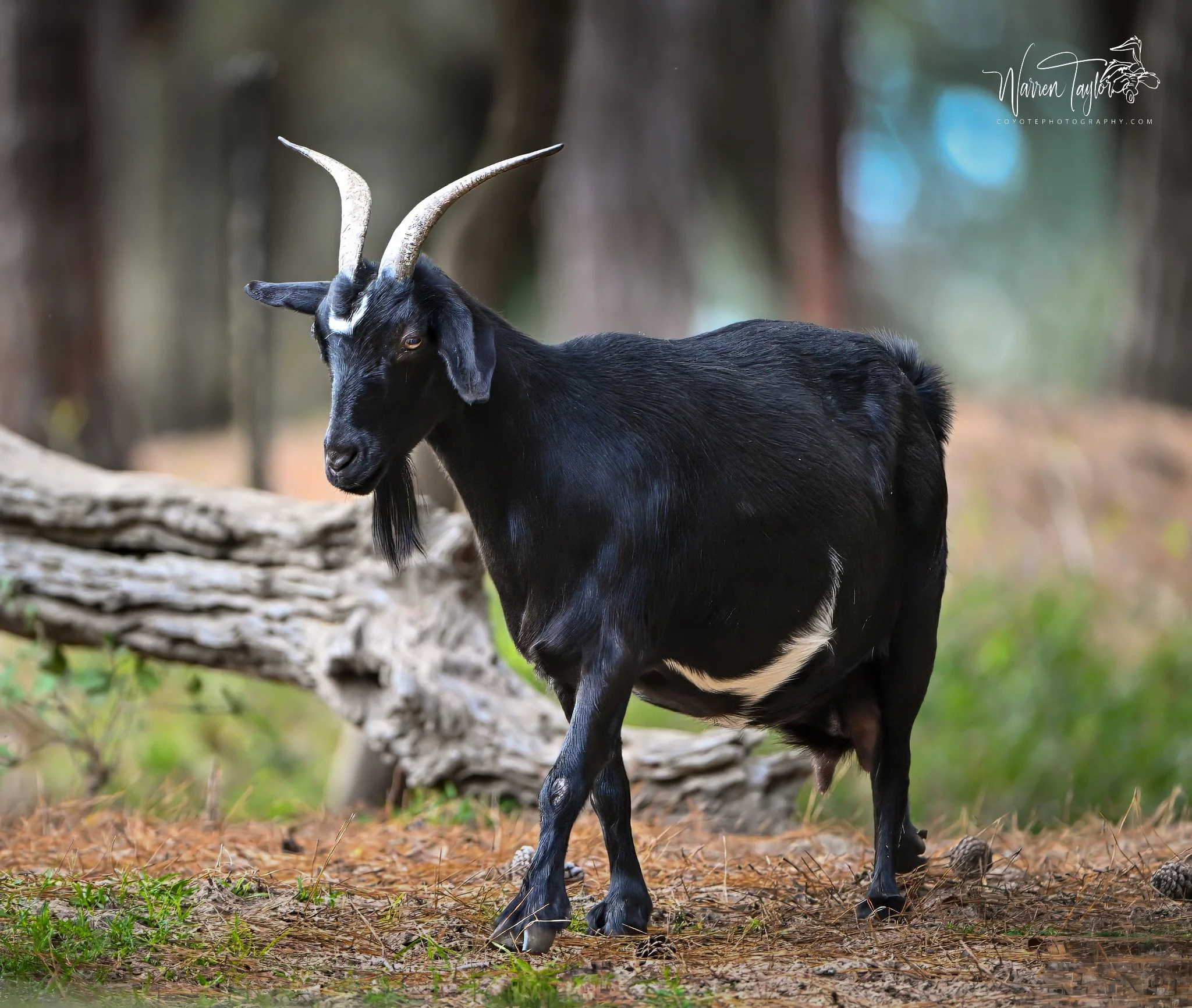 Goat - Brookgreen Gardens, SC