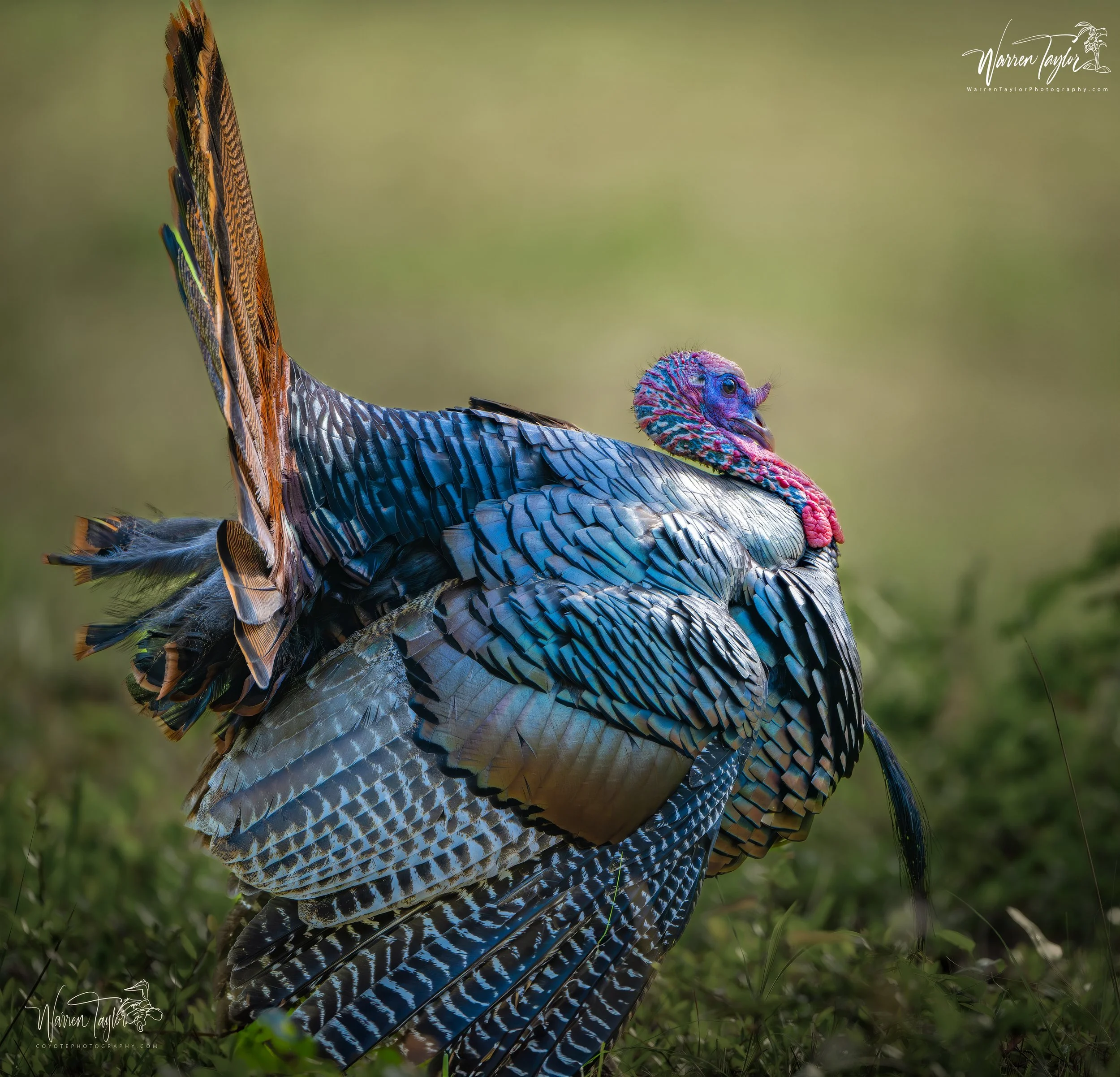 Turkey WS 2 20mb.jpg