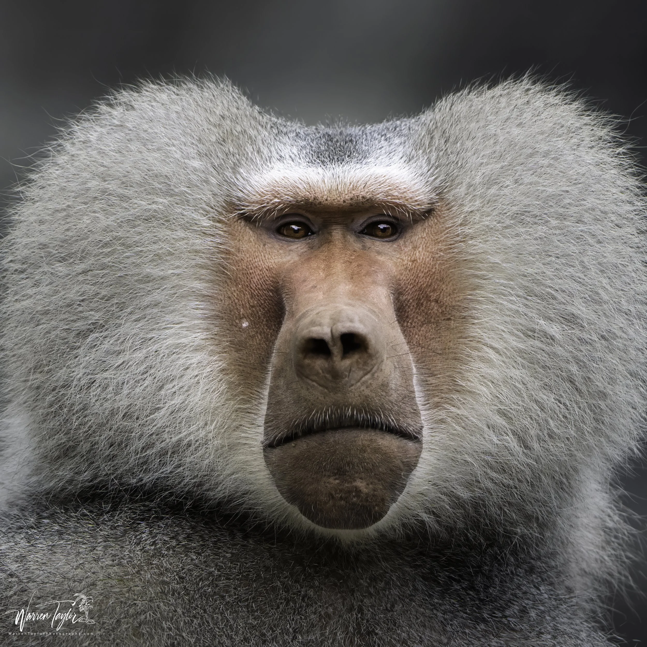 The Elder's Gaze - Baboon