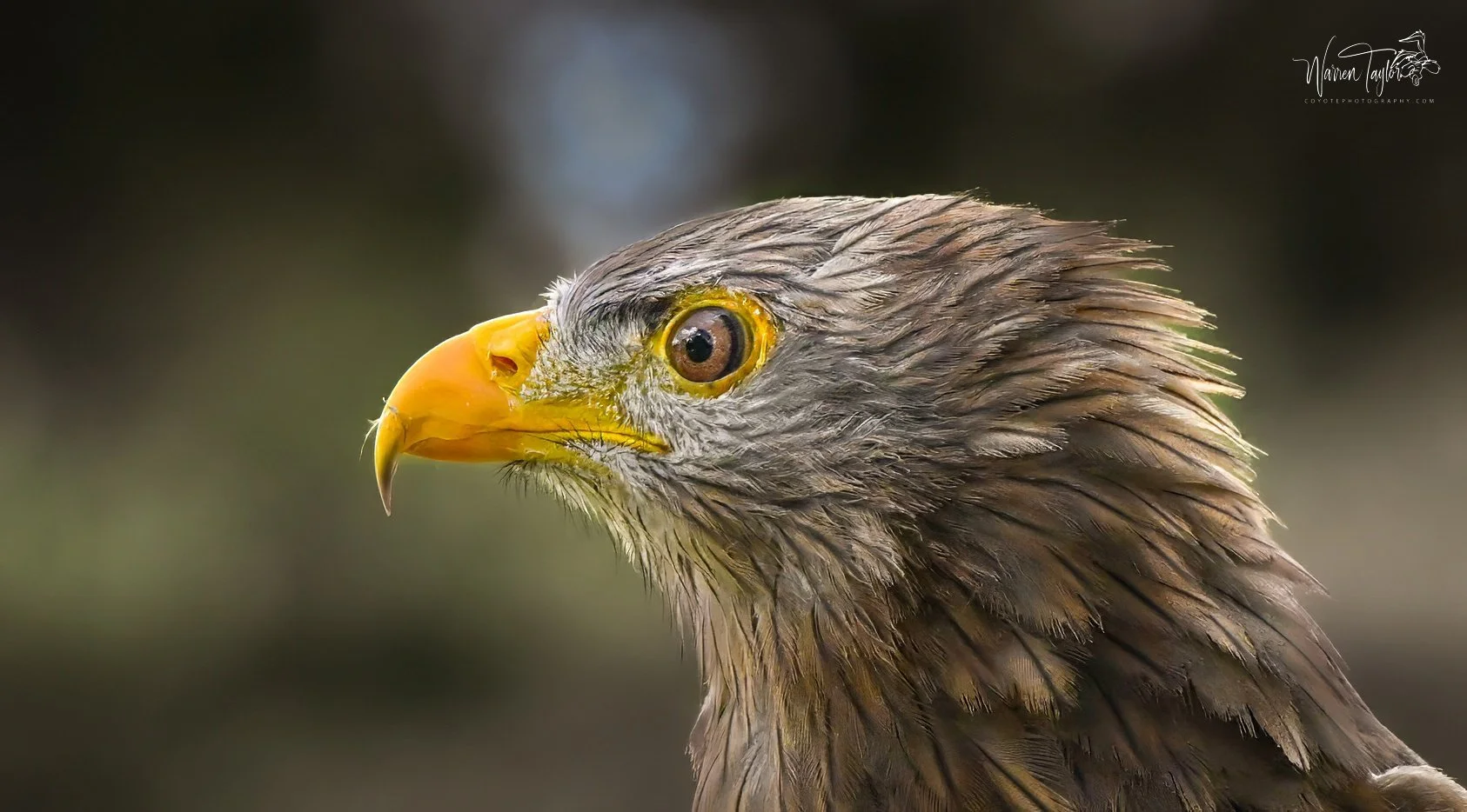 Falcon