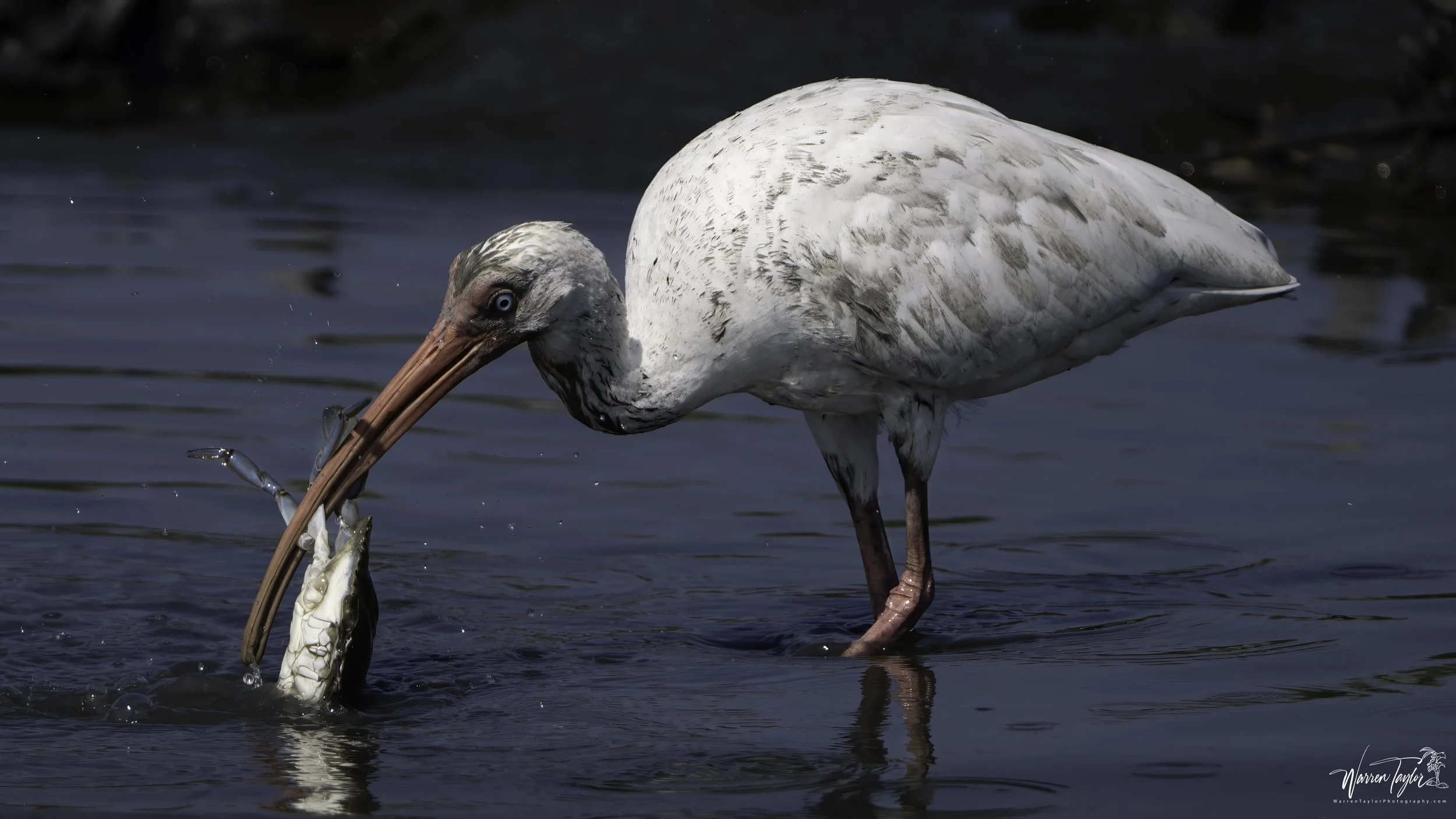 ibis crab  HBSP 20 mb.jpg