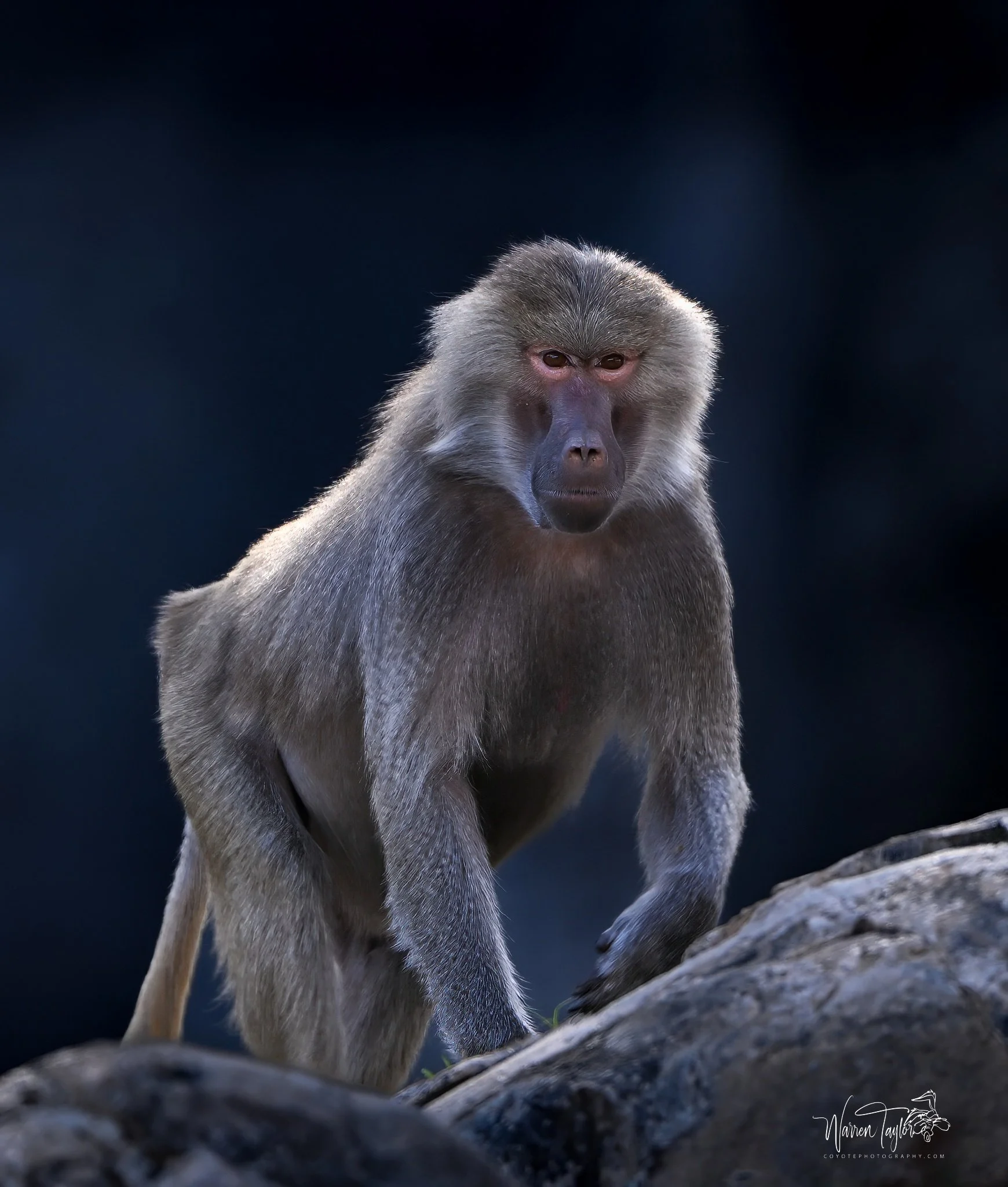 King of the Crags
