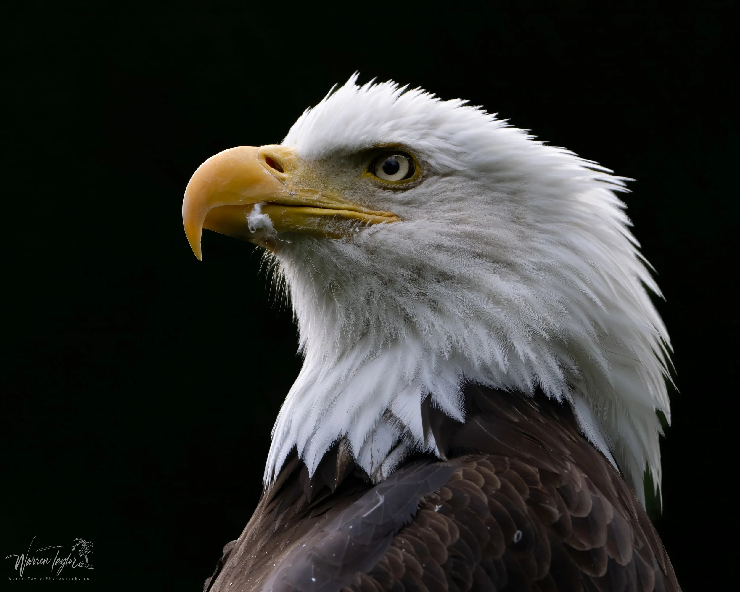 Great American Eagle 