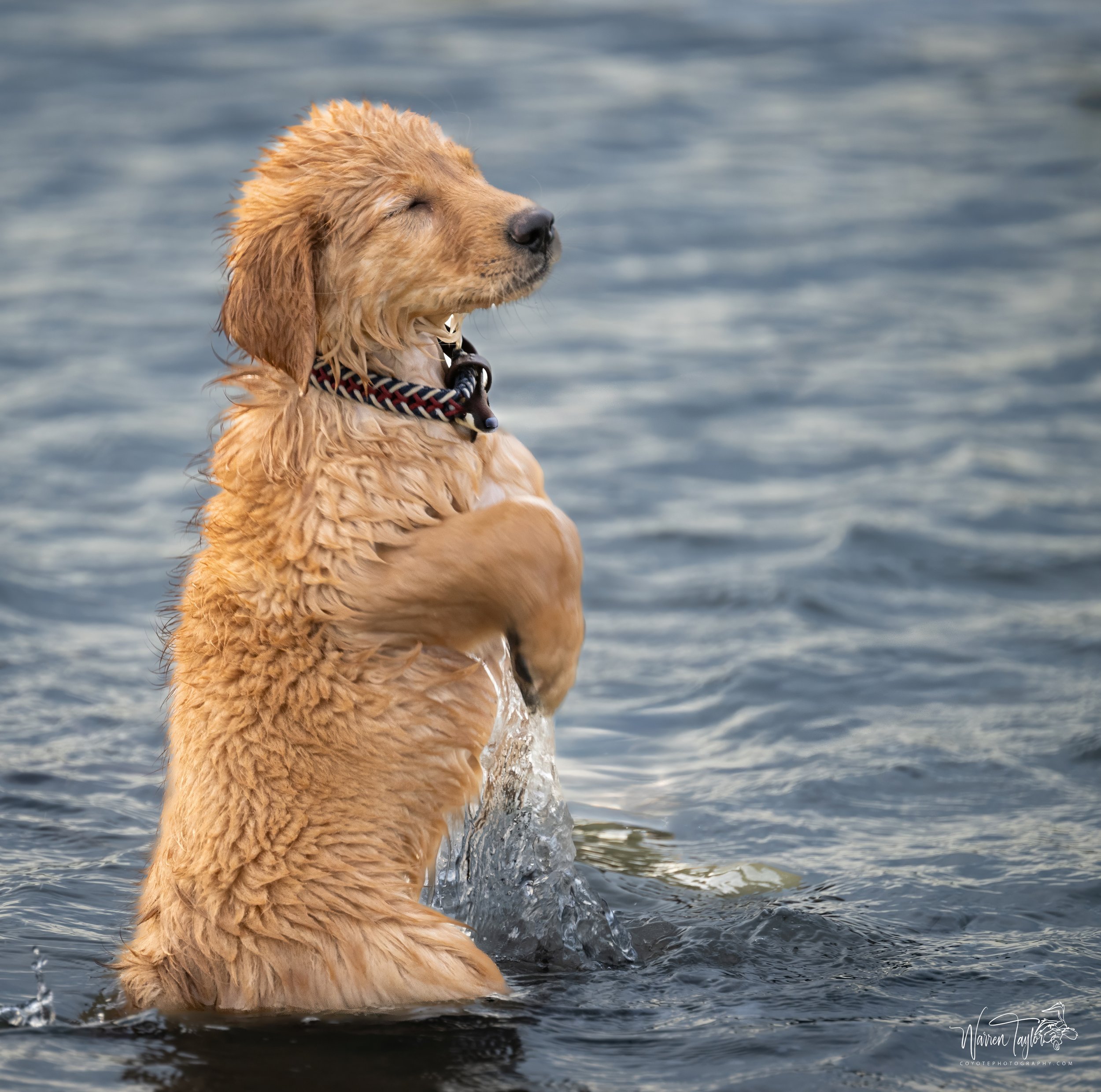 Lucy - Golden Retriever