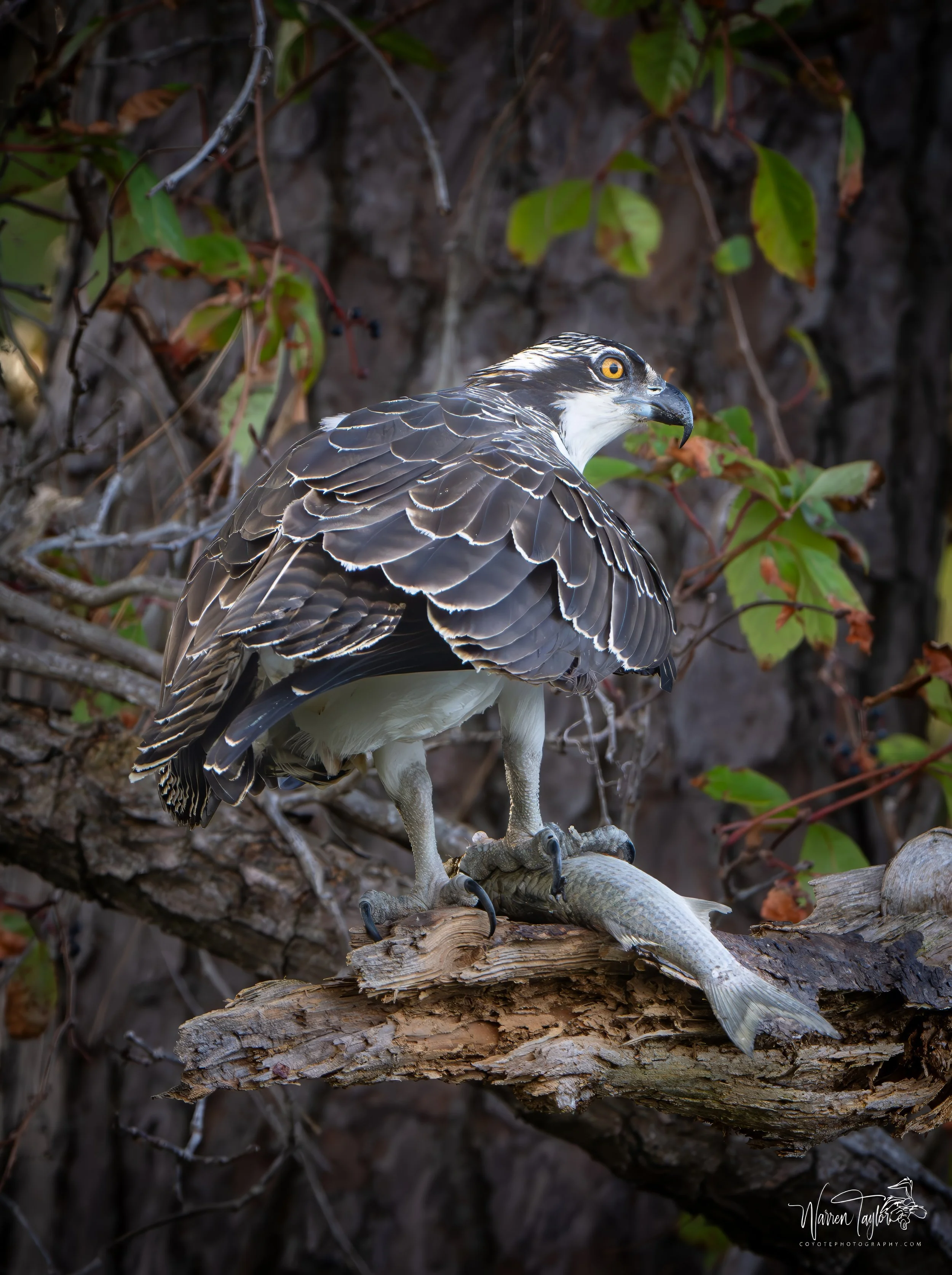 Osprey with dinner