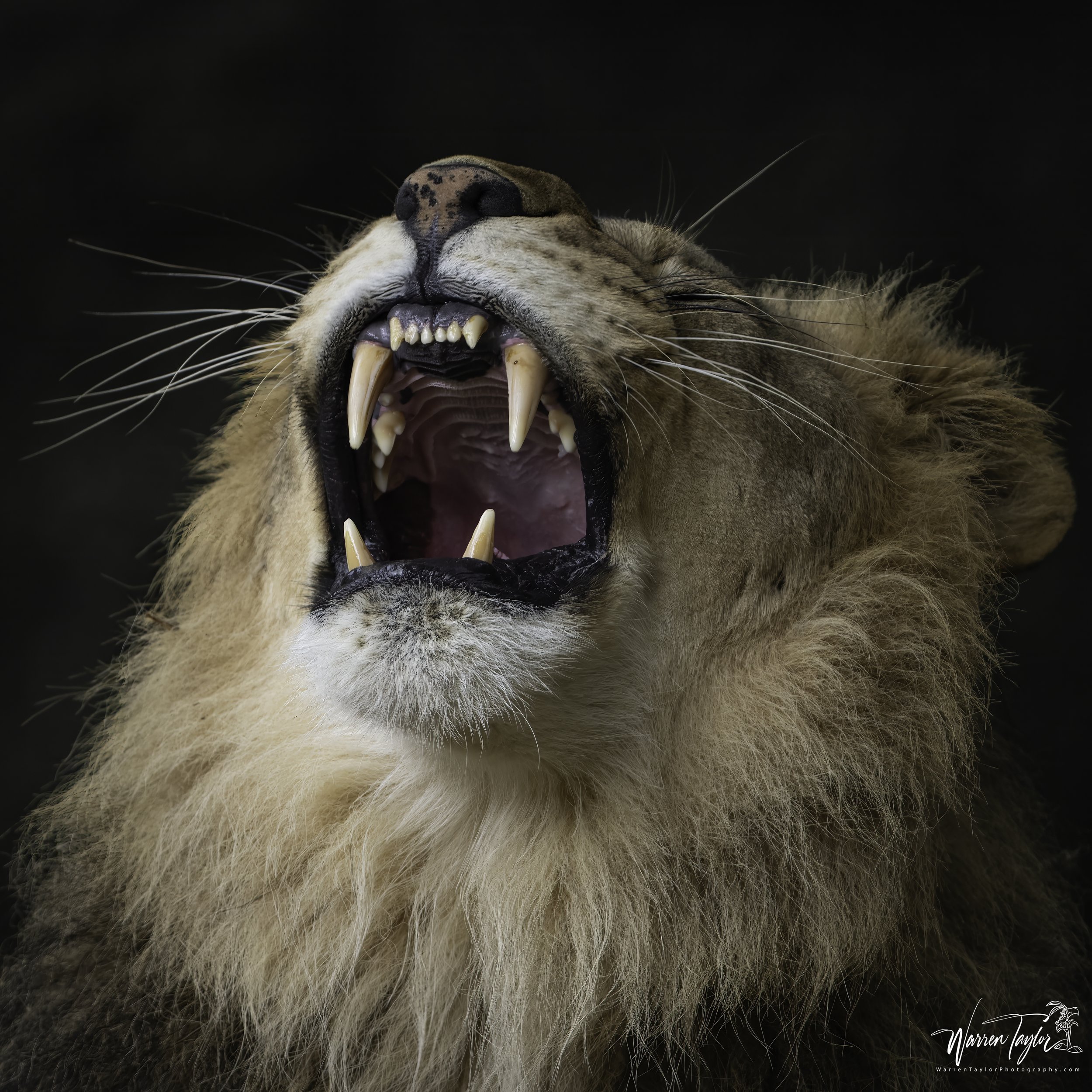 Fangs and Fur