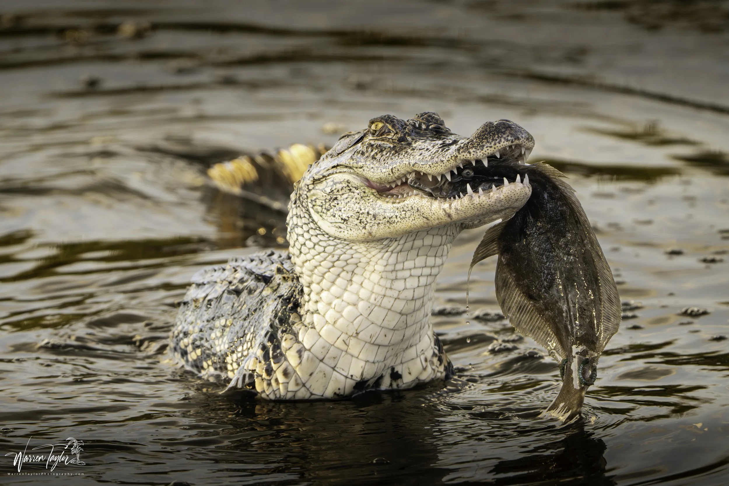 Flounder Gator