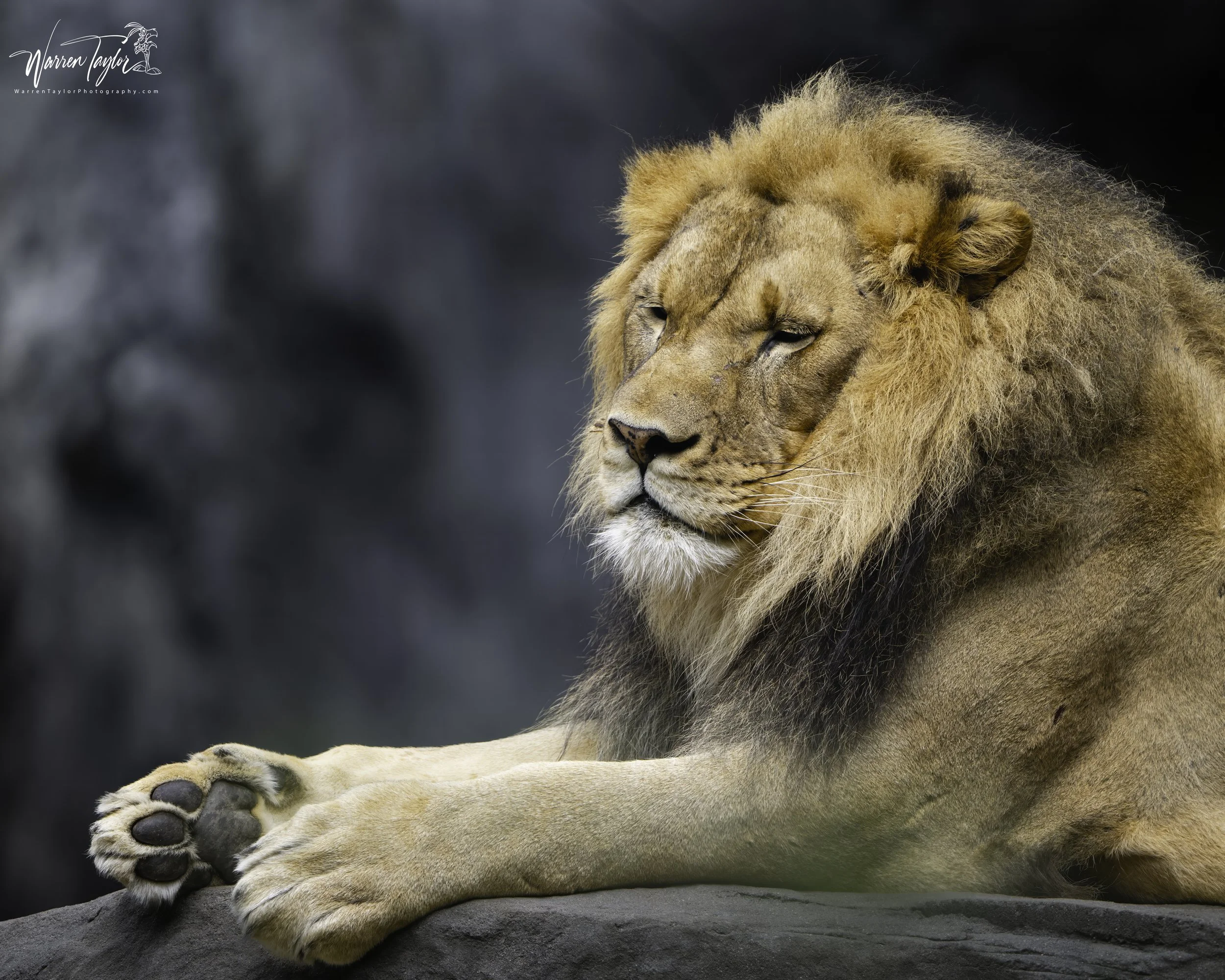 The Gaze of the King