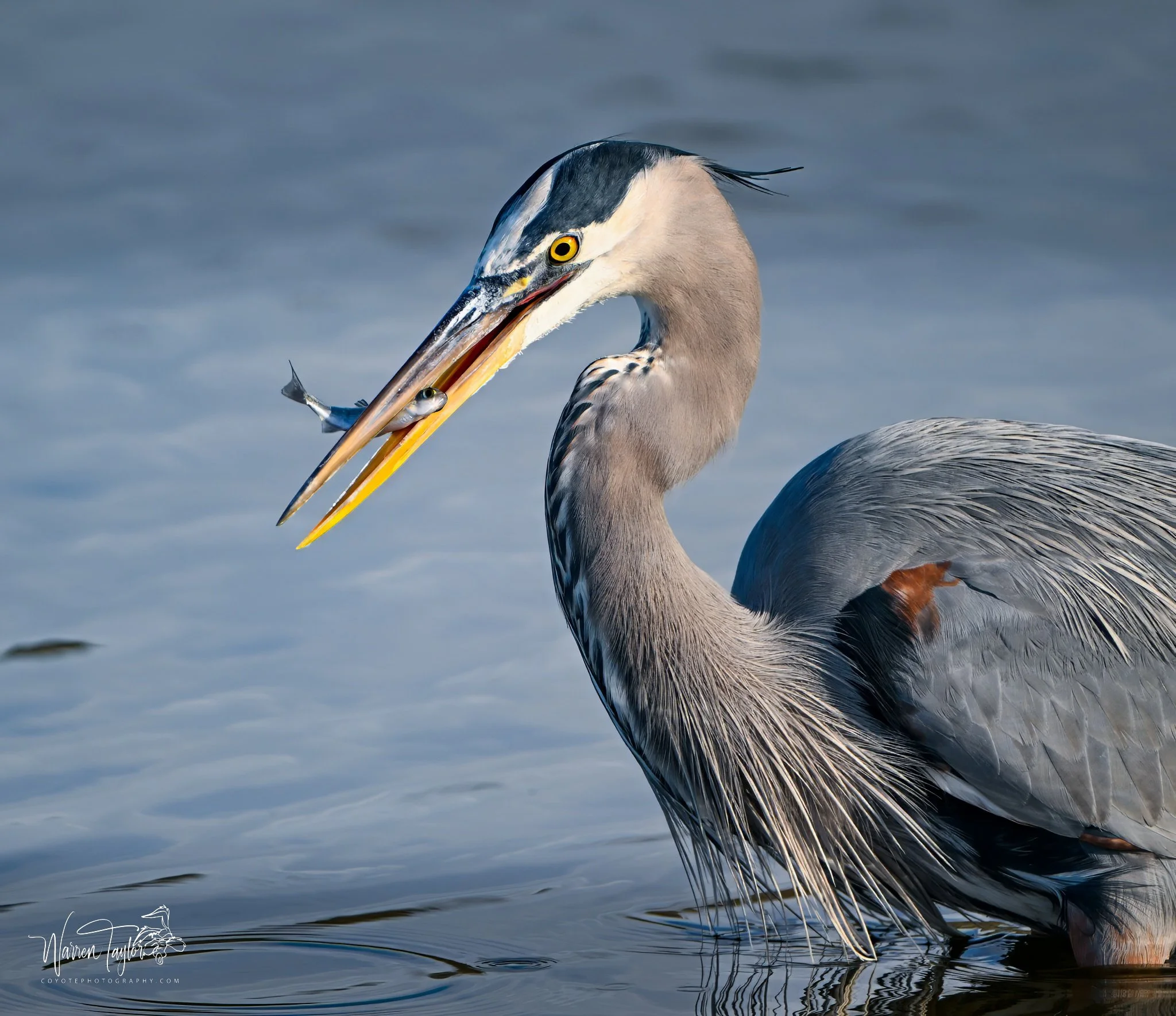 Great Blue Heron, HBSP, SC